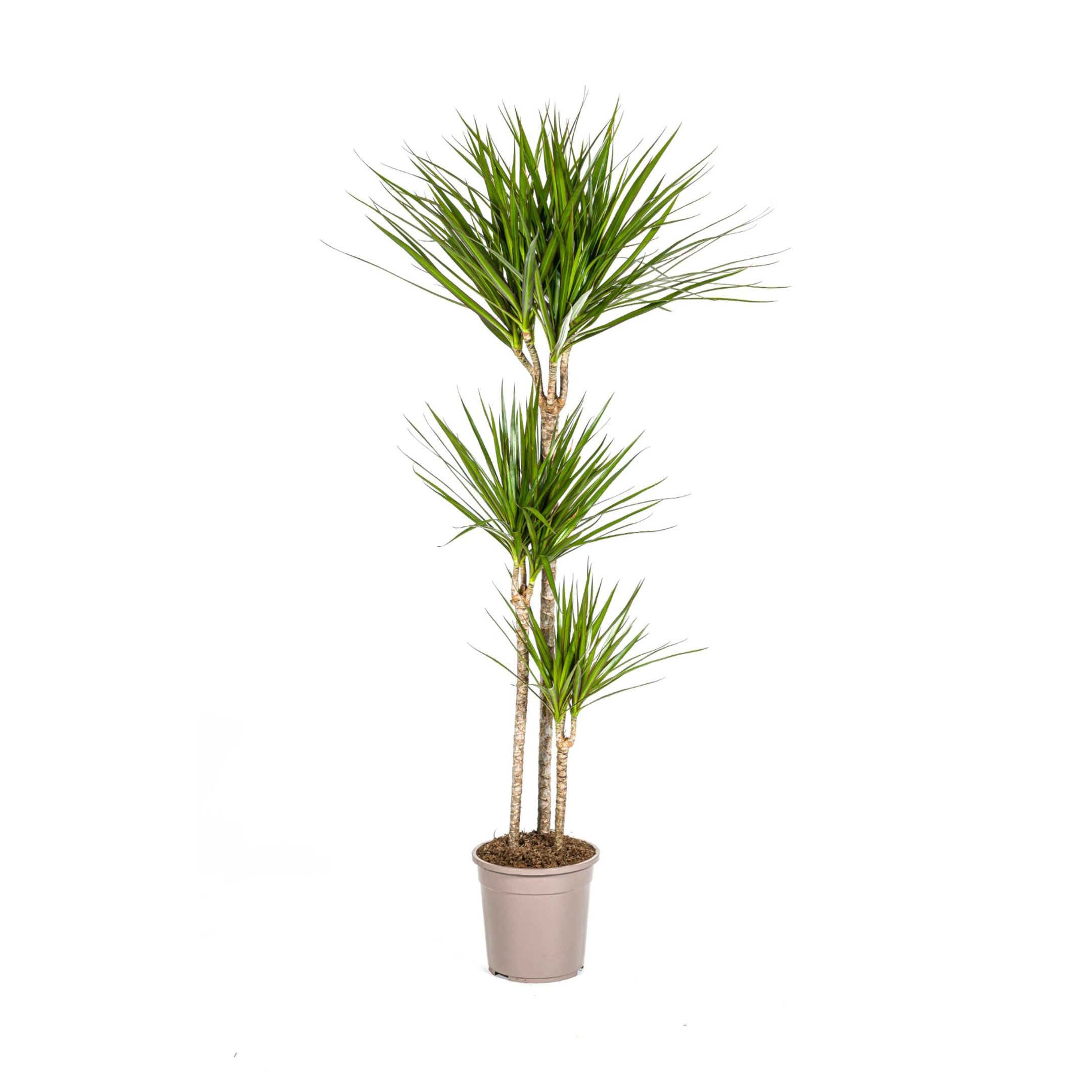 Drachenbaum - Dracaena Marginata Green Ø24cm - ↕140cm