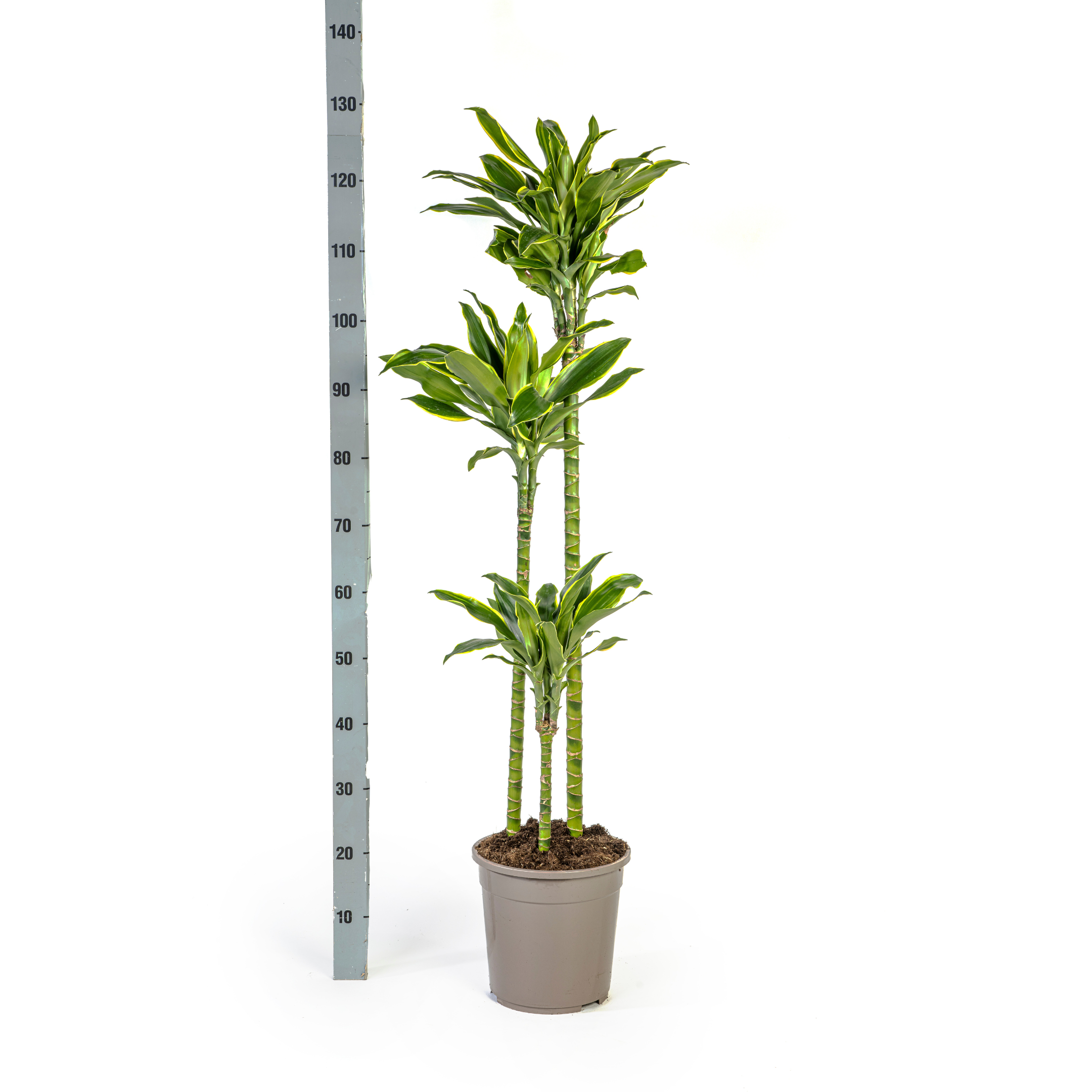 Drachenbaum - Dracaena Fragrans Golden Coast Ø24cm - ↕140cm