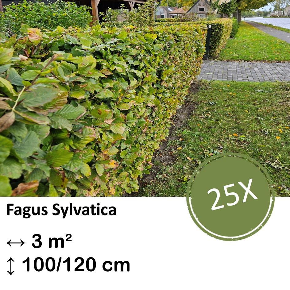 Rotbuchenhecke - Fagus sylvatica  - Kale wortel nackte Wurzel - 100/125 - 25x