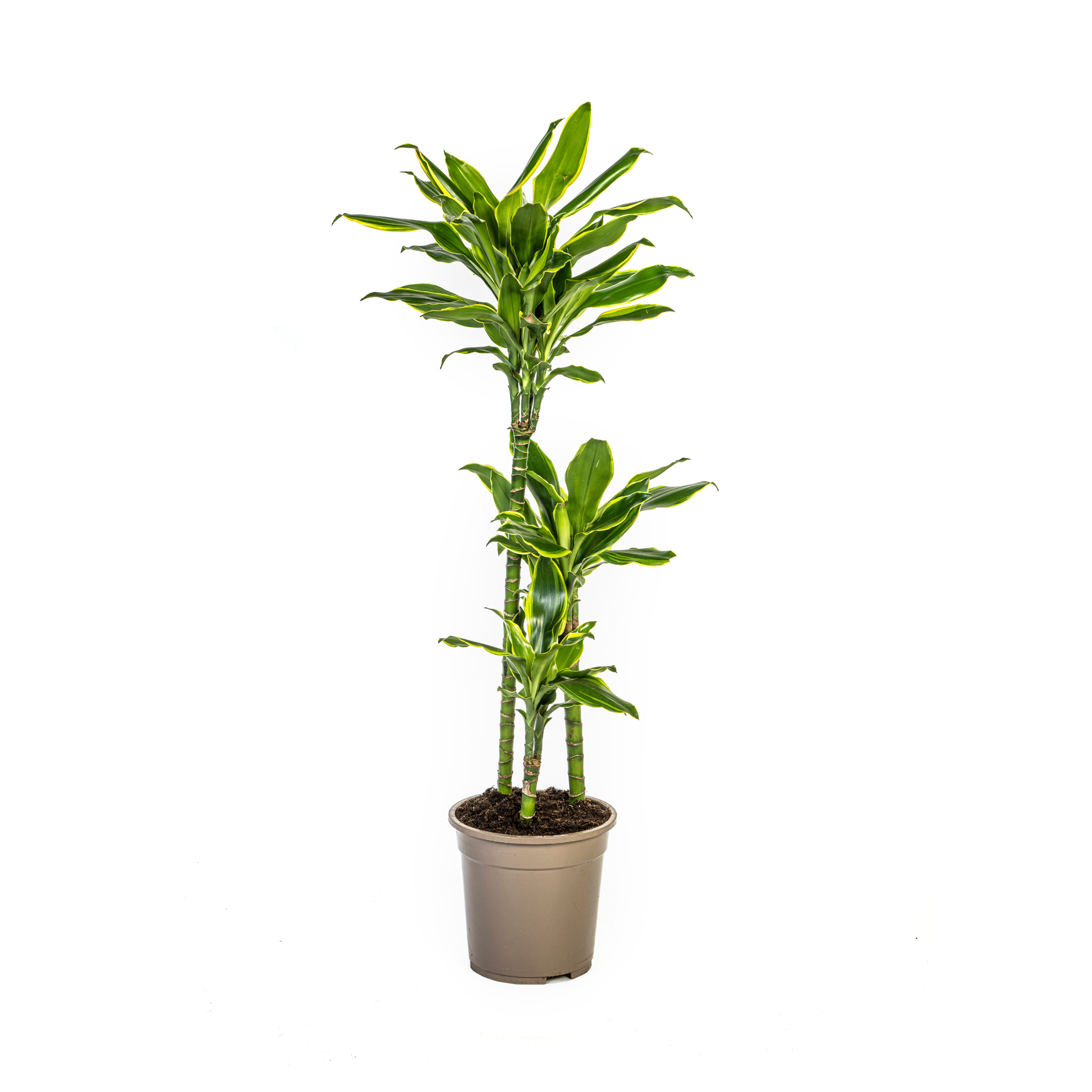 Drachenbaum - Dracaena Fragrans Golden Coast Ø21cm - ↕100cm