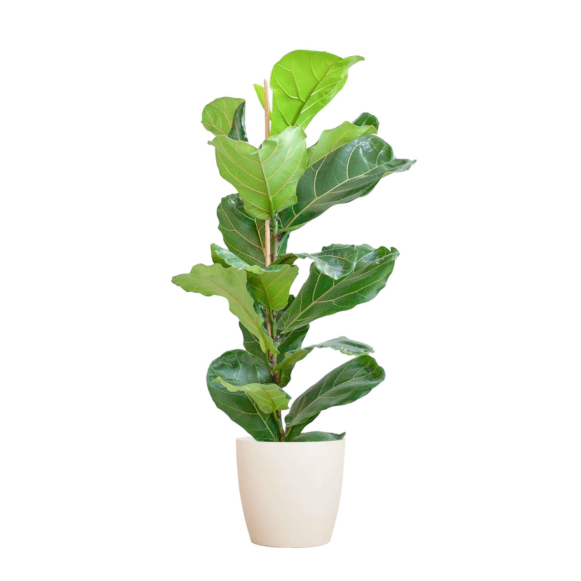 Geigenfeige - Ficus Lyrata mit Viber-Topf weiß – 80 cm – Ø21