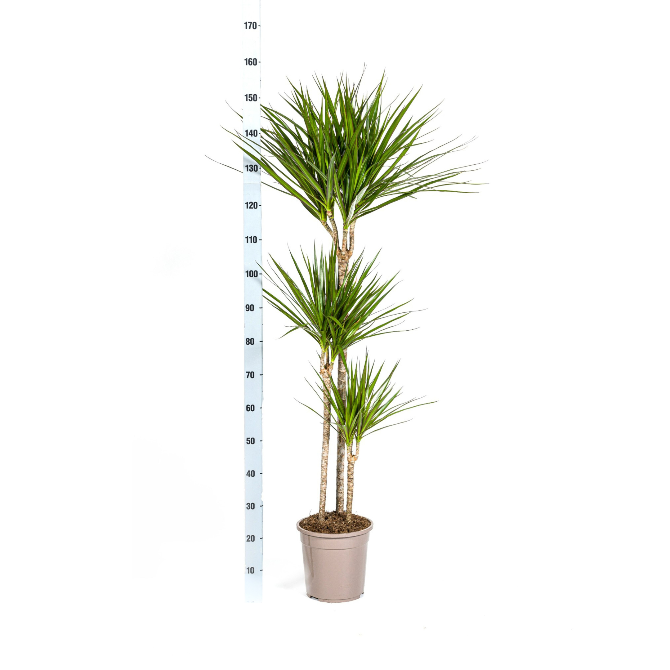 Drachenbaum - Dracaena Marginata Green Ø24cm - ↕140cm