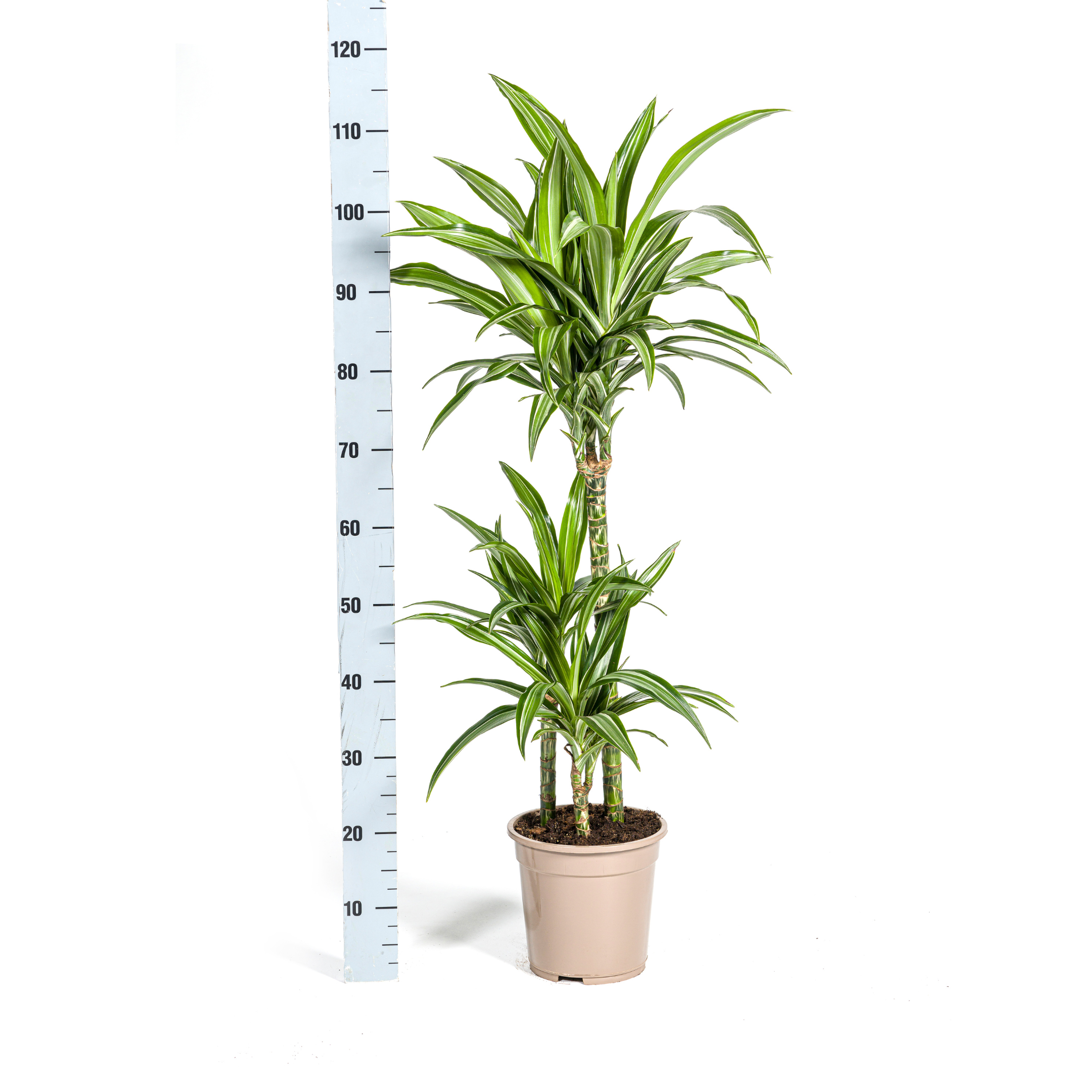 Drachenbaum - Dracaena Deremensis White Stripe Ø21cm - ↕100cm