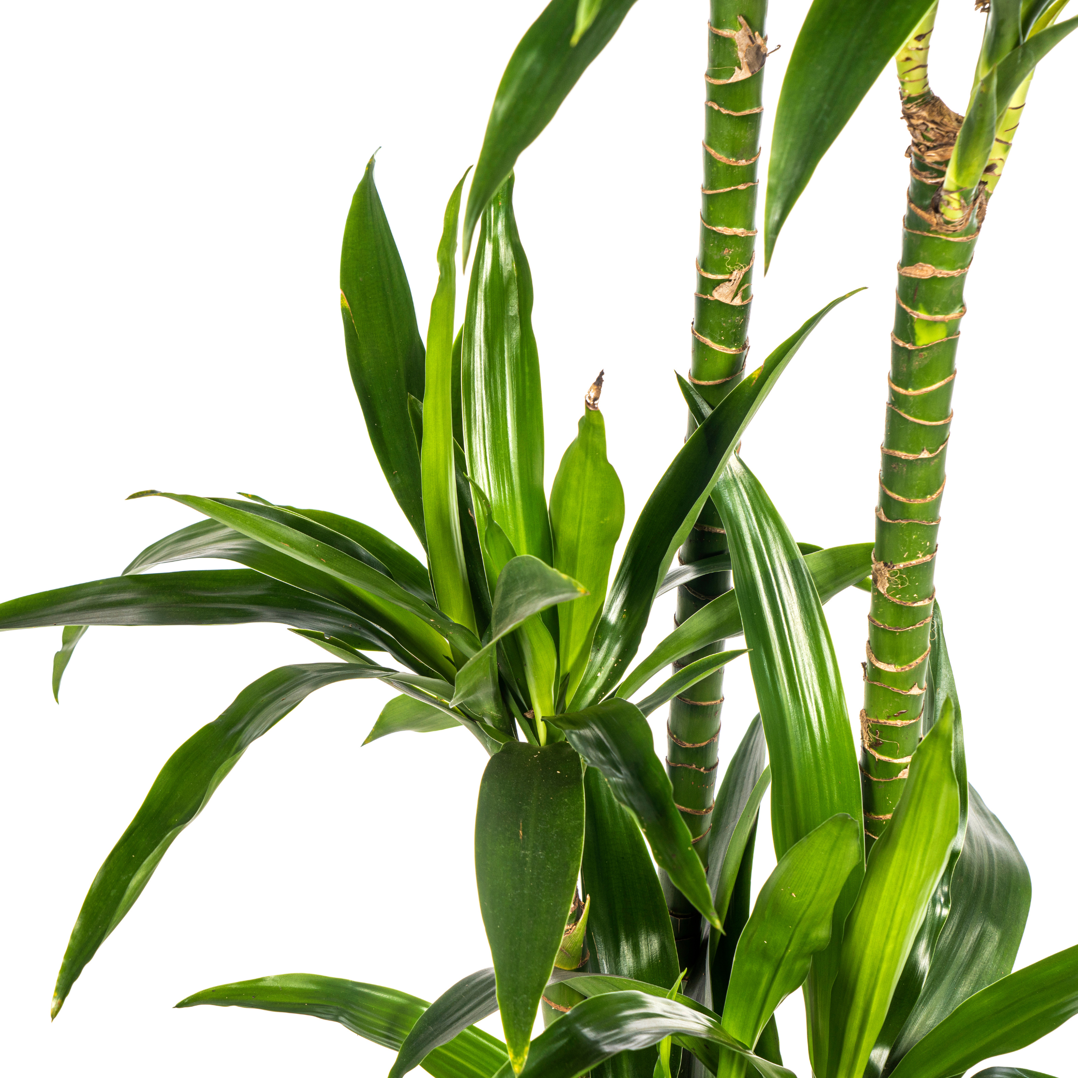 Drachenbaum - Dracaena Deremensis Lisa Ø24cm - ↕140cm