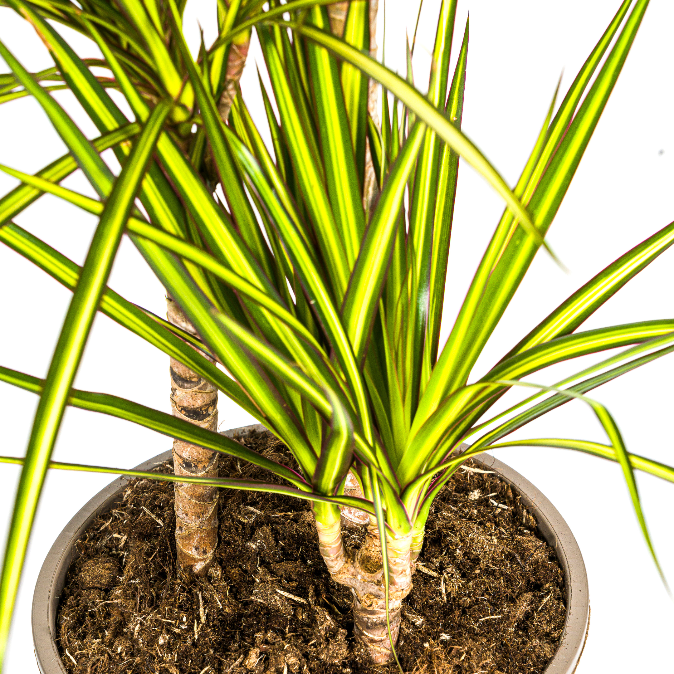 Drachenbaum - Dracaena Marginata Sunray Ø21cm - ↕100-110cm