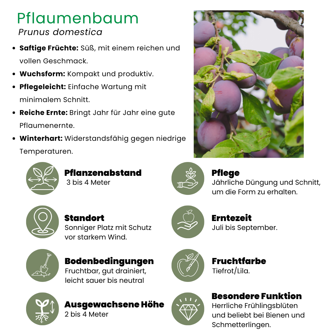 Pflaumenbaum - Bio-Pflaumenbaum Prunus Domestica - 1 x Ø 20 cm - ↨ 60 cm