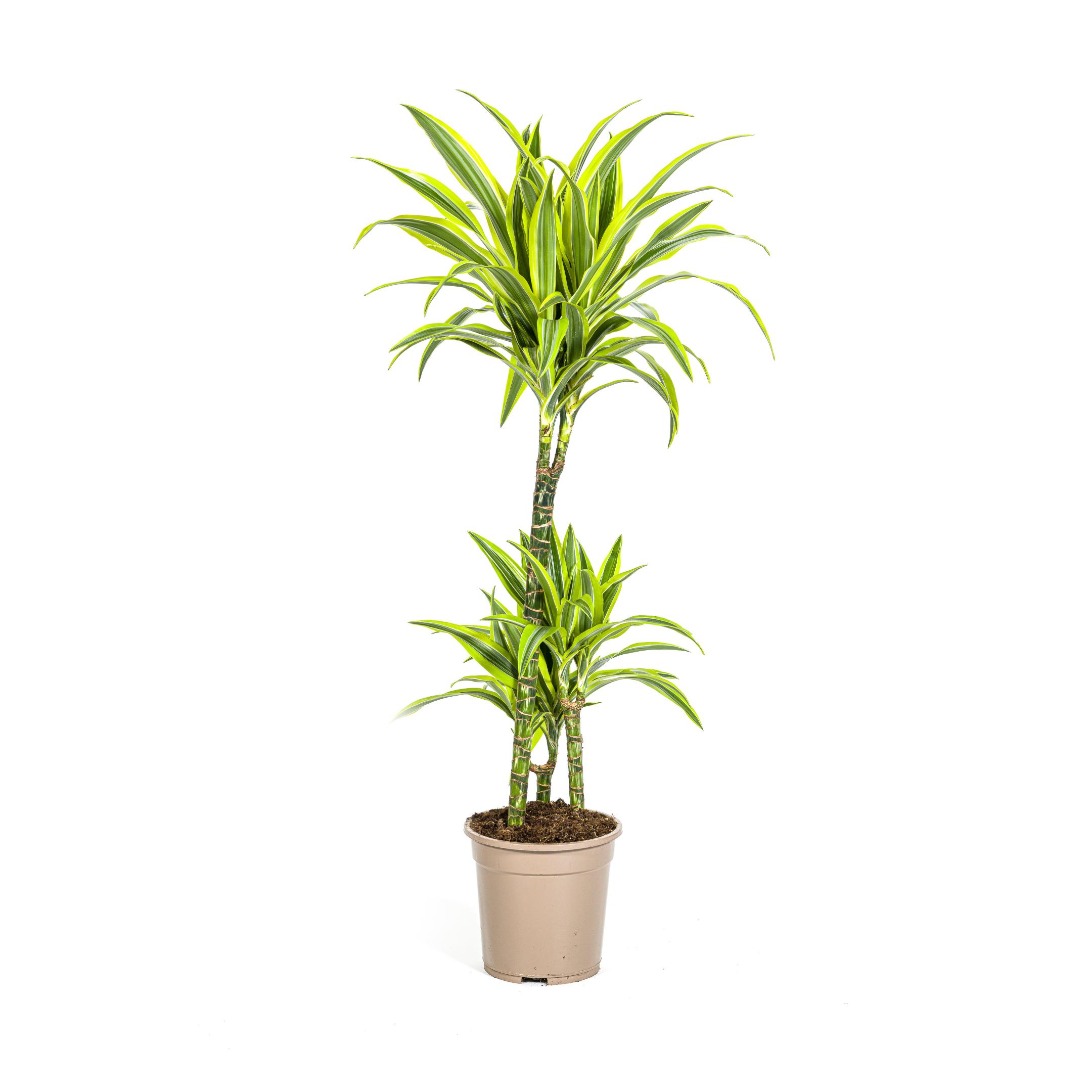 Drachenbaum - Dracaena Deremensis Lemon Lime Ø21cm - ↕100cm