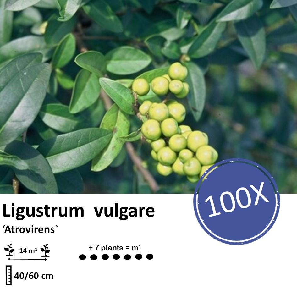 Ligustrum vulgare 'Atrovirens` - kale wortel nackte Wurzel - 40/60 - 100x