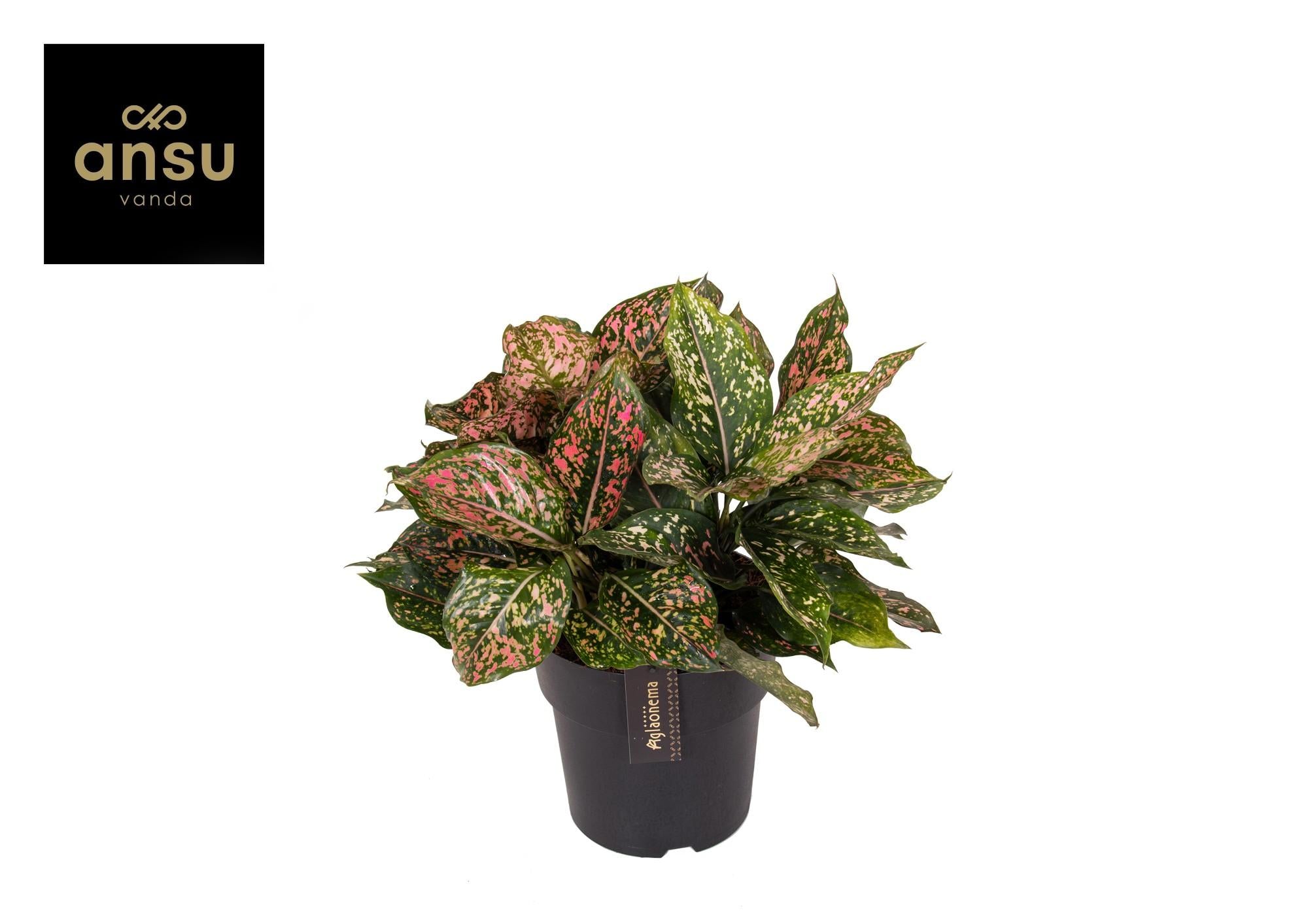 Kolbenfaden - Aglaonema Pink Leopard - Ø19cm - ↕40cm + Invorno Pot D20x18cm - Natürlich