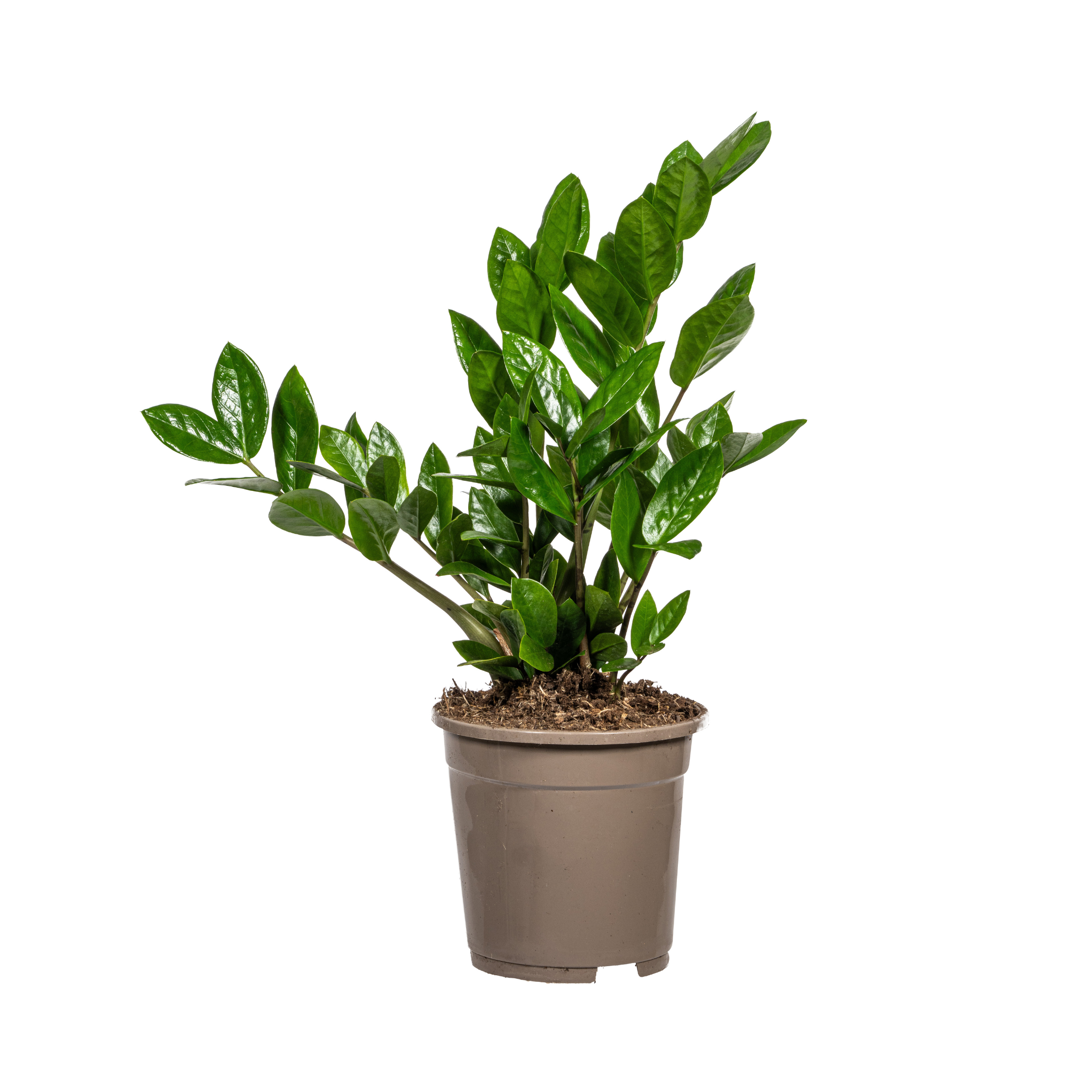 Zamioculcas Zamiifolia Ø17cm - ↕40-50cm