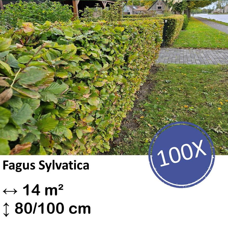 Rotbuchenhecke - Fagus sylvatica  - Kale wortel nackte Wurzel - 80/100 - 100x