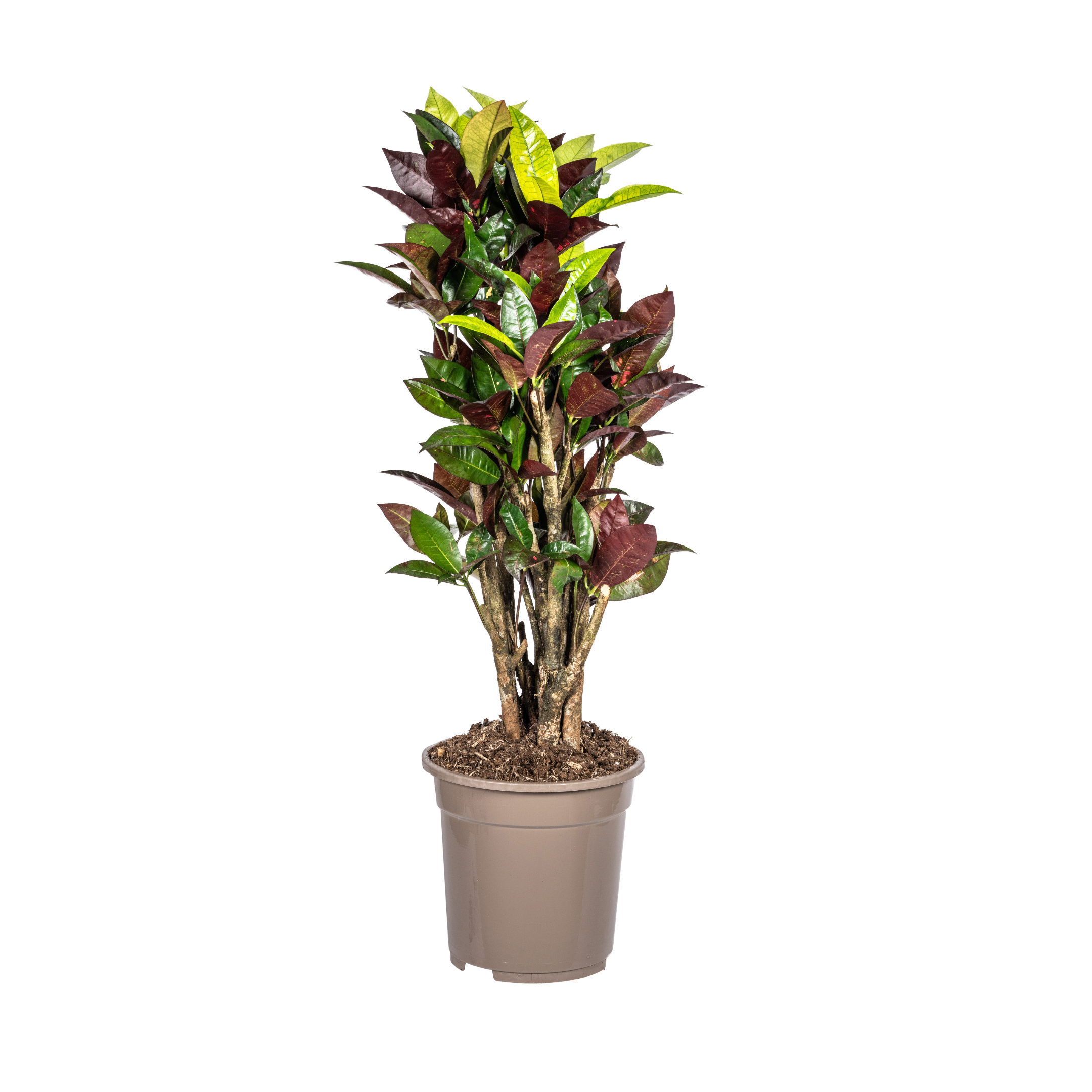 Wunderstrauch Iceton - Codiaeum 'Croton' Iceton Ø21cm - ↕70-80cm