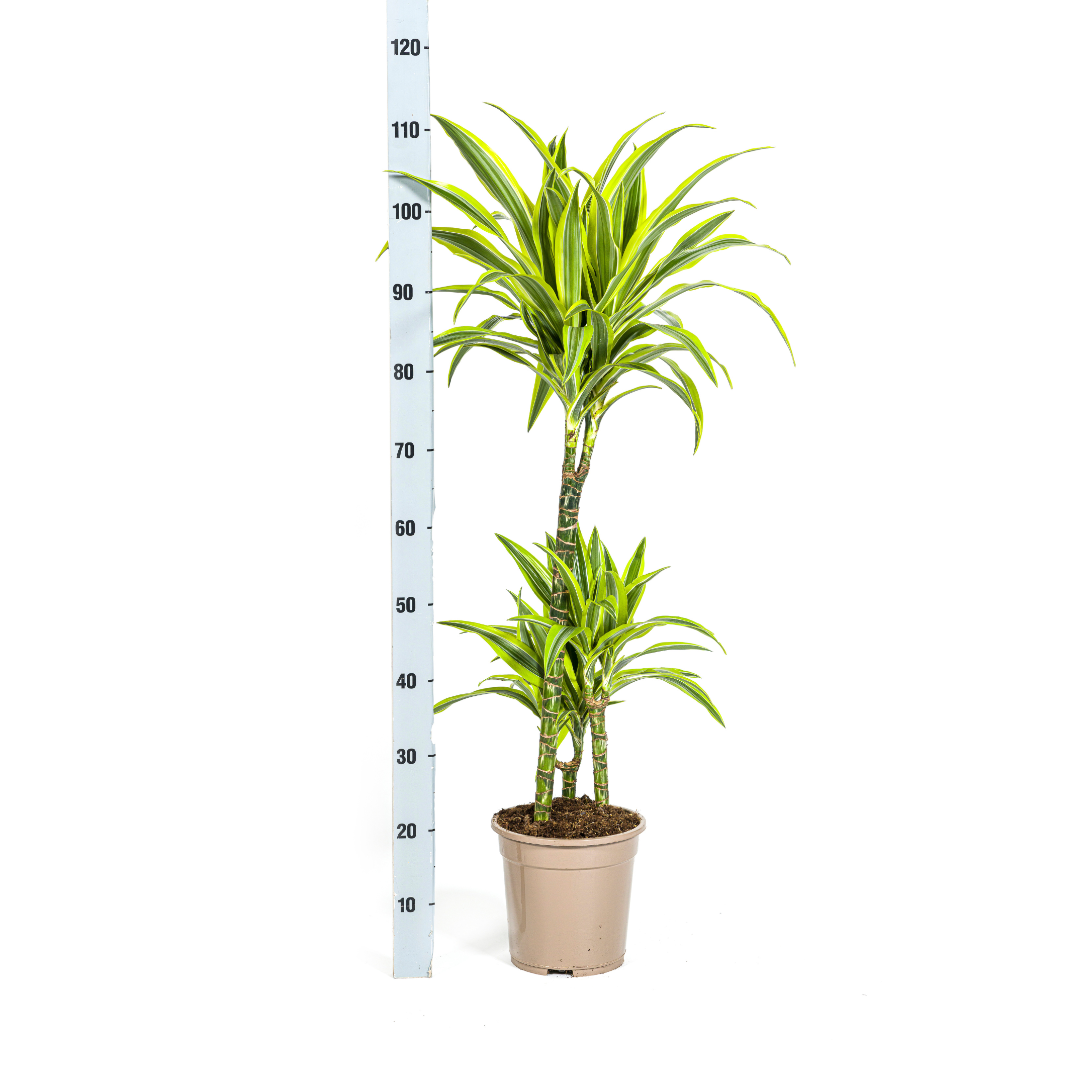 Drachenbaum - Dracaena Deremensis Lemon Lime Ø21cm - ↕100cm