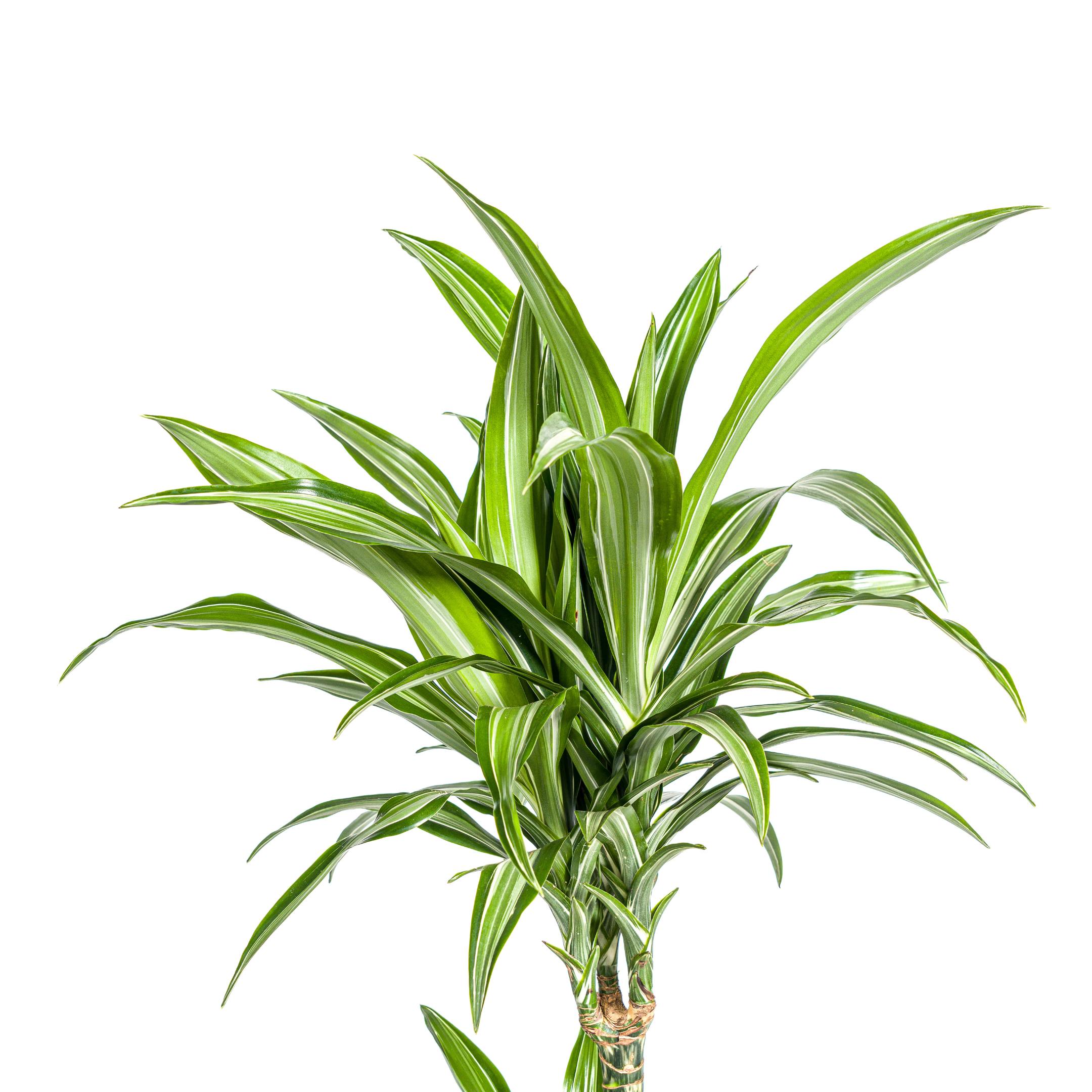 Drachenbaum - Dracaena Deremensis White Stripe Ø21cm - ↕100cm