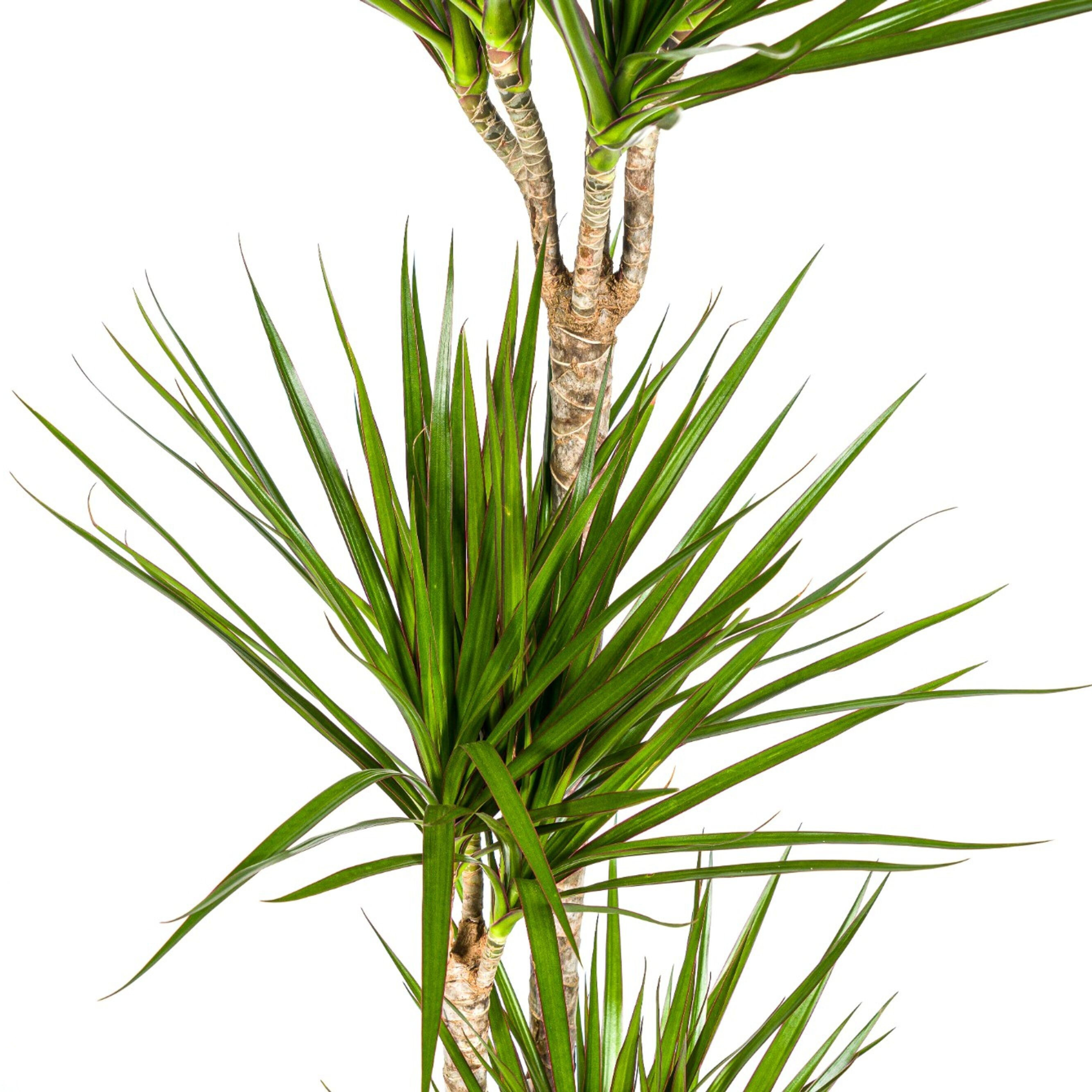 Drachenbaum - Dracaena Marginata Green Ø24cm - ↕140cm