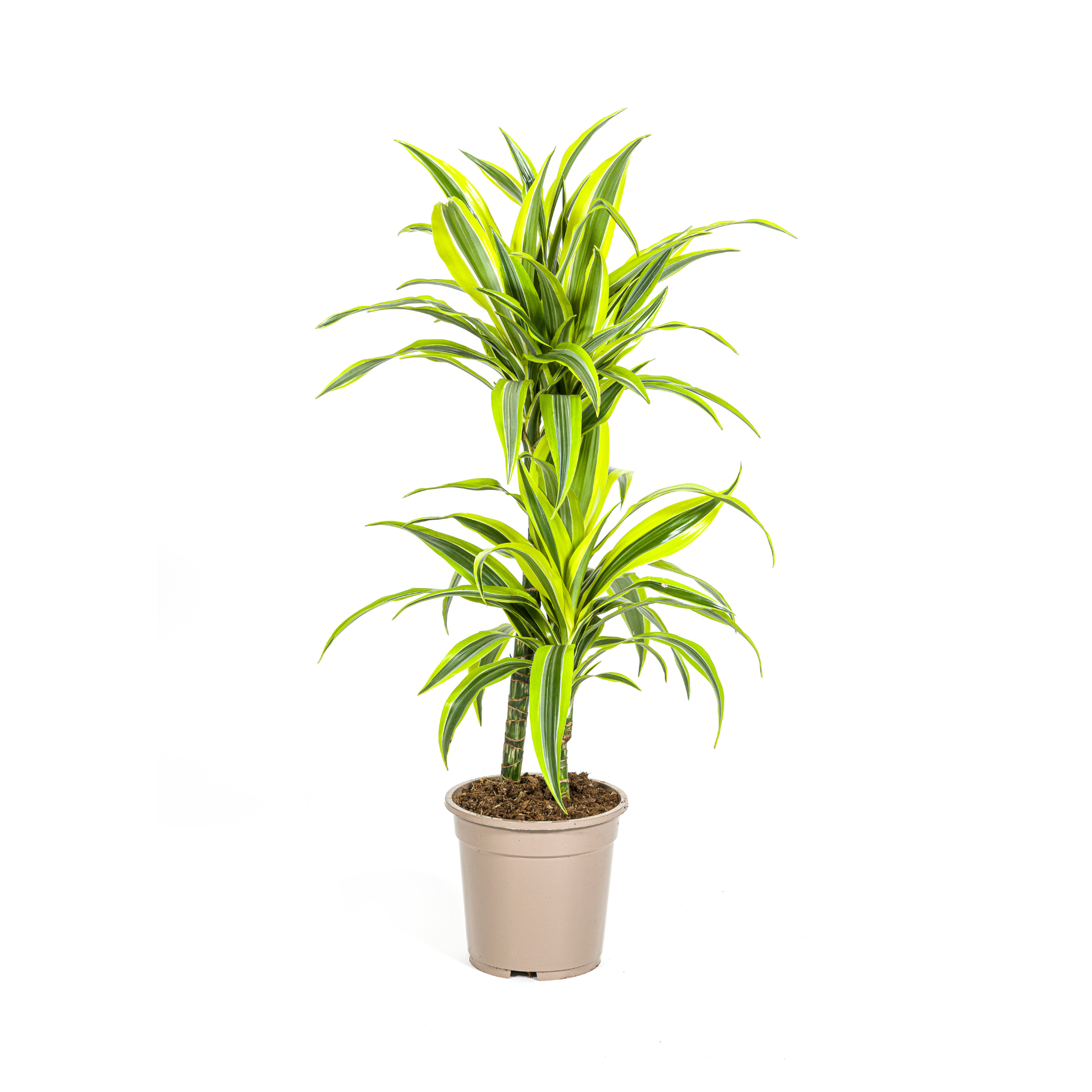 Drachenbaum - Dracaena Deremensis Lemon Lime Ø19cm - ↕80cm