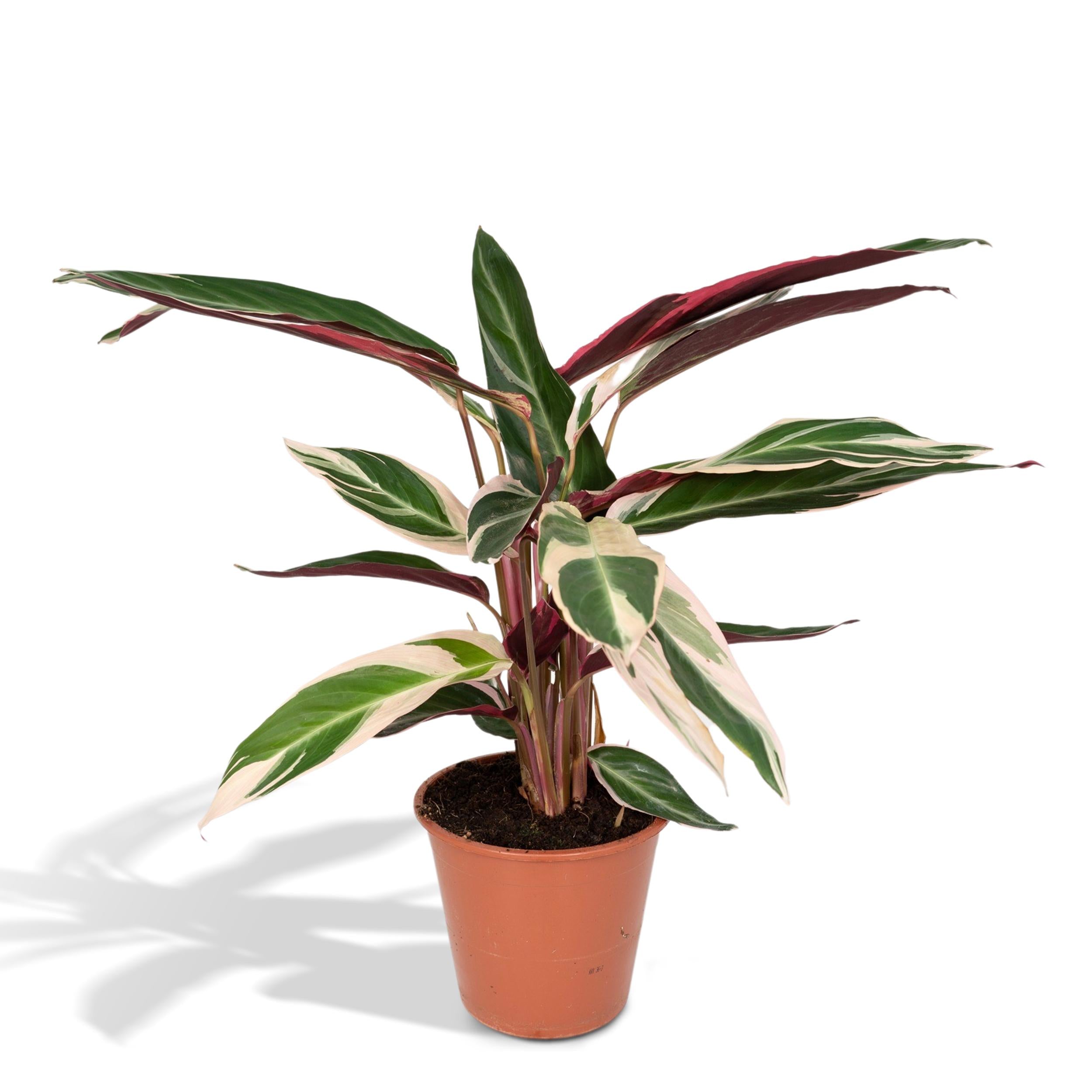 Pfauenpflanze - Calathea Triostar - Korbmarante - Ø19cm - ↕70cm + Lykke Pot D21x20cm - Grün