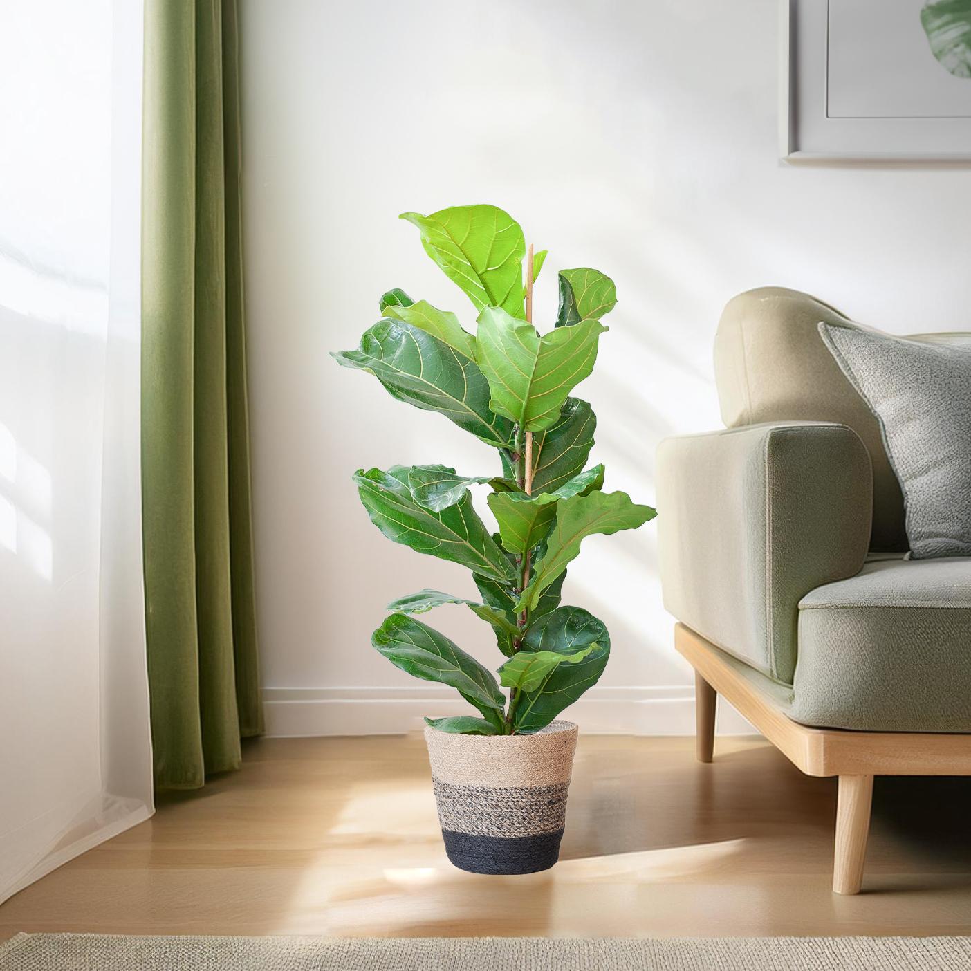 Geigenfeige - Ficus Lyrata mit Korb Lissabon schwarz - 80cm - Ø21