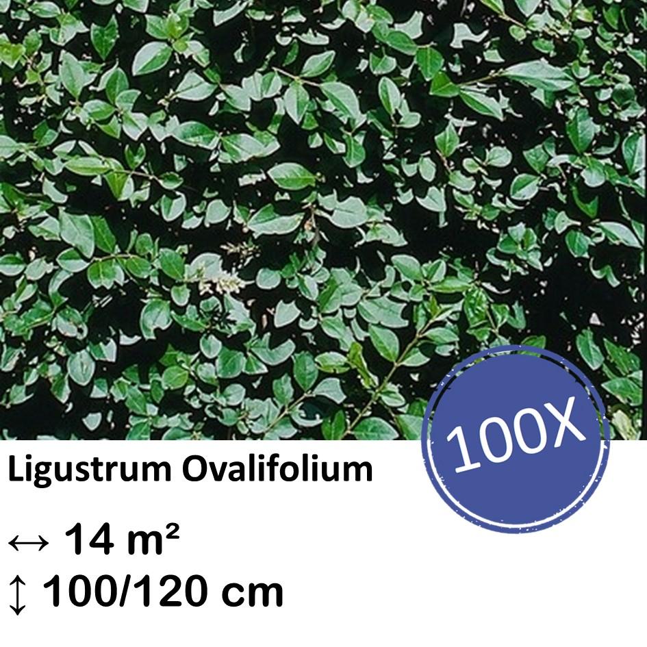 Ligusterhecke - Ligustrum Ovalifolium - Kale wortel nackte Wurzel - 100/120 - 100x