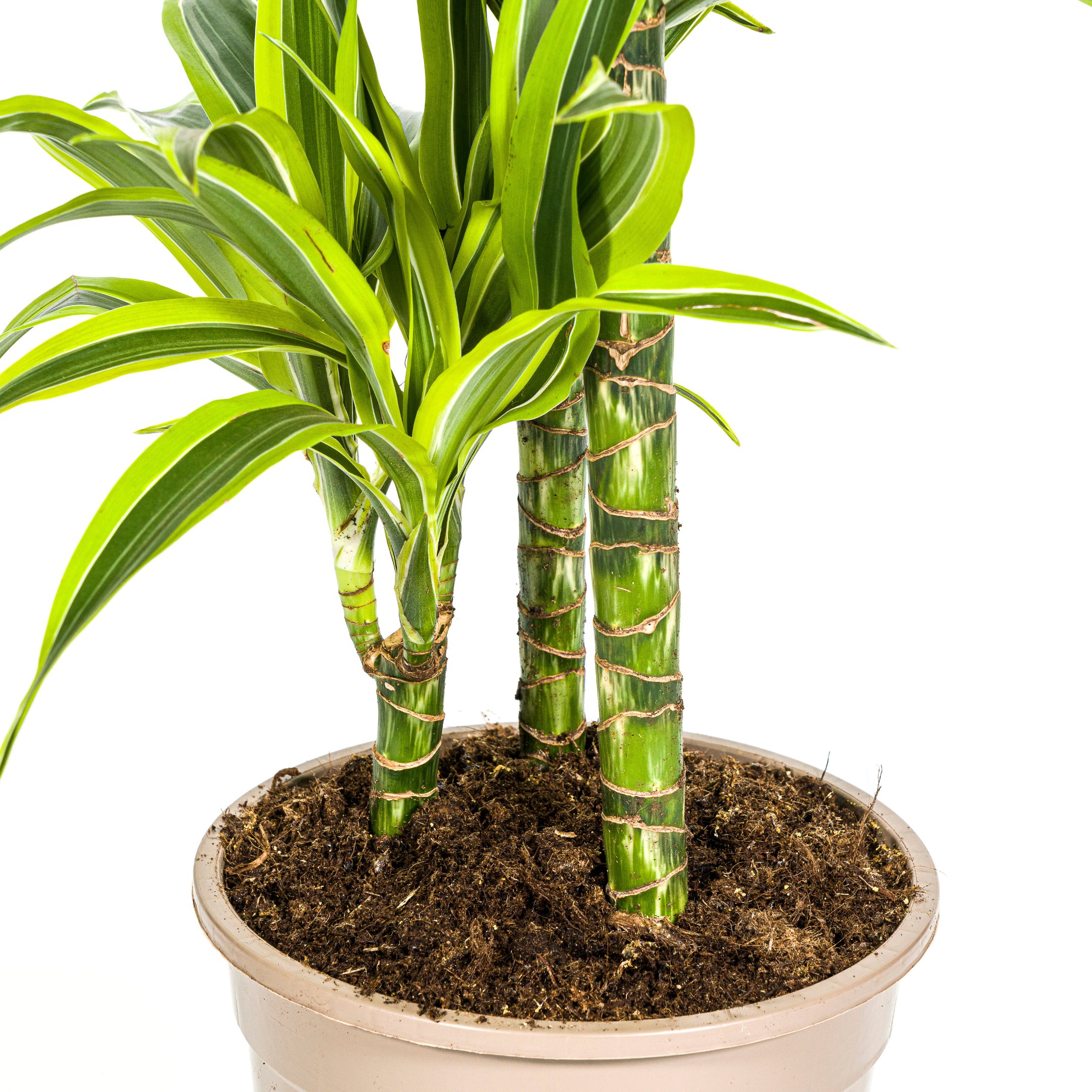 Drachenbaum - Dracaena Deremensis Lemon Lime Ø21cm - ↕100cm