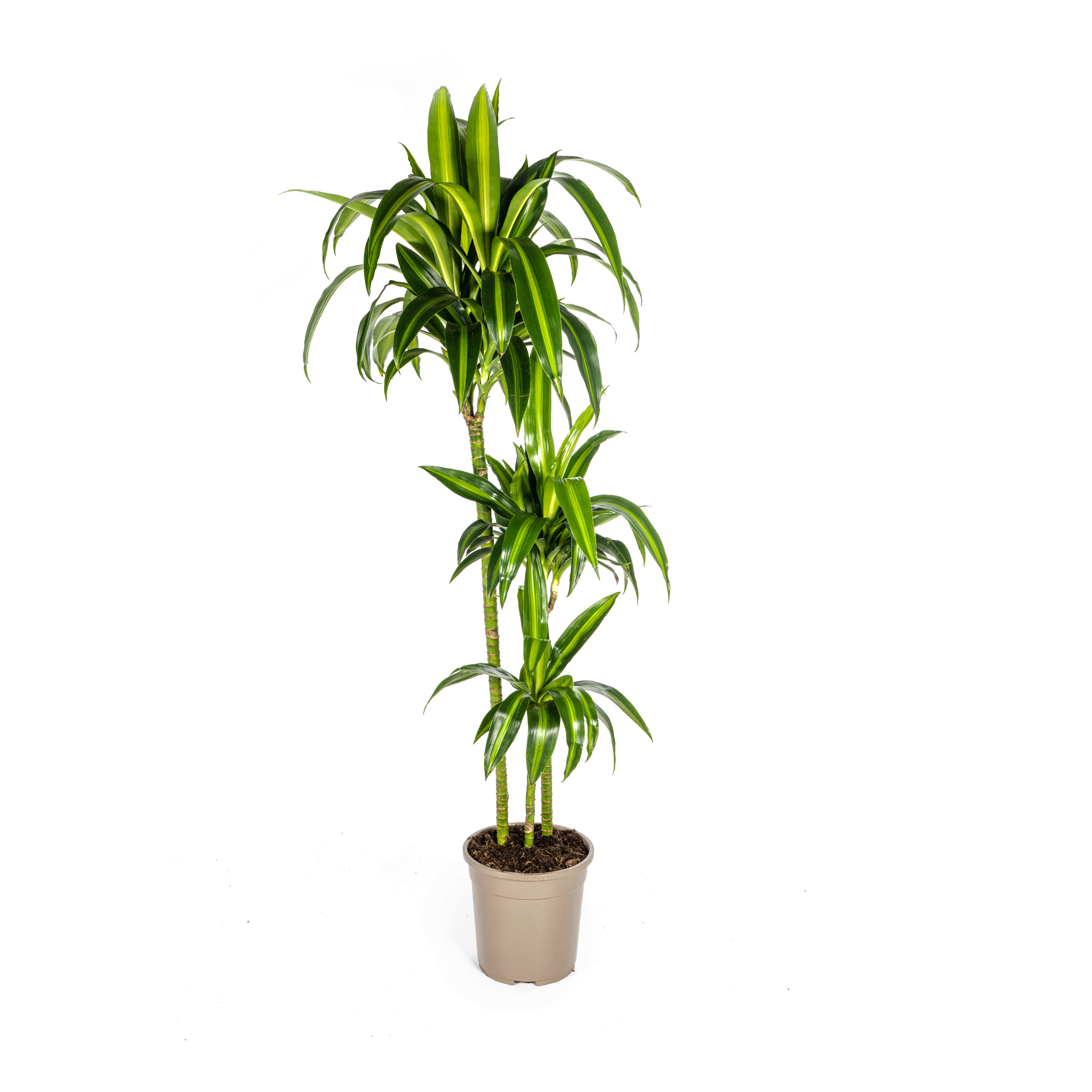 Drachenbaum - Dracaena Deremensis Hawaiian Sunshine Ø24cm - ↕140cm