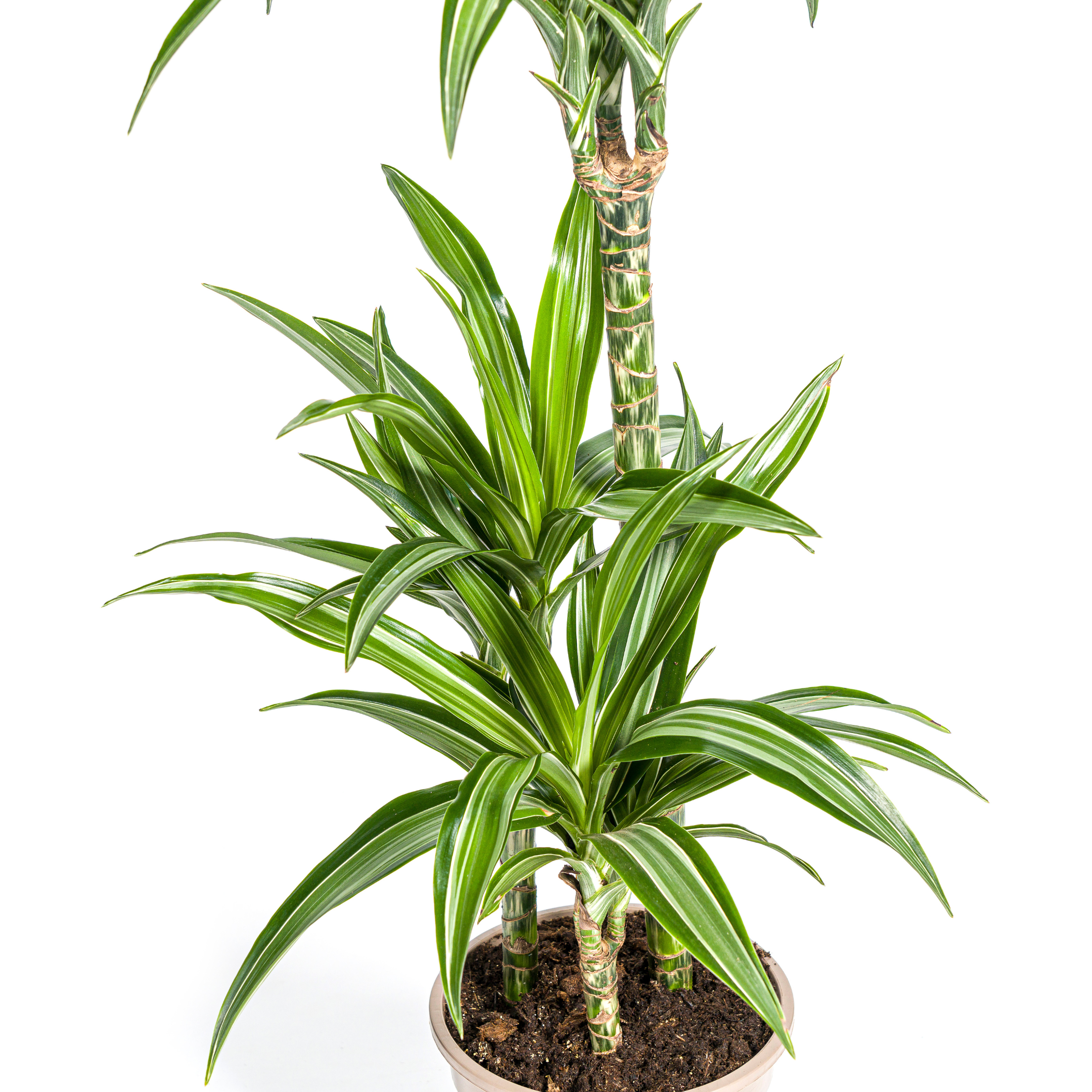 Drachenbaum - Dracaena Deremensis White Stripe Ø21cm - ↕100cm