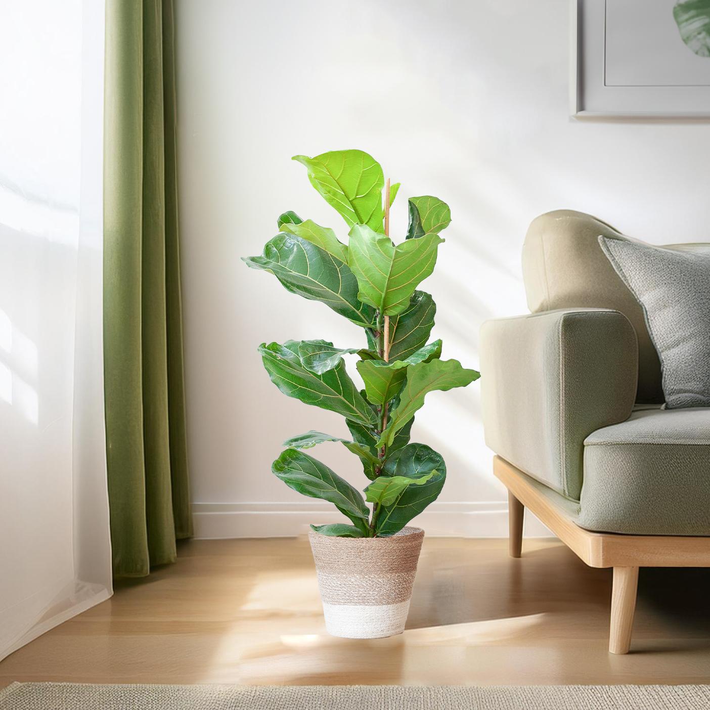 Geigenfeige - Ficus Lyrata mit Korb Lissabon weiß - 80cm - Ø21