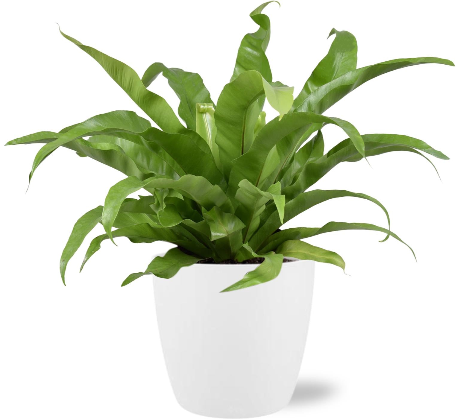 Vogelnestfarn - Asplenium Antiquum - Ø17cm - ↕45cm + Pot Brussels D18x17cm - Topf weiß