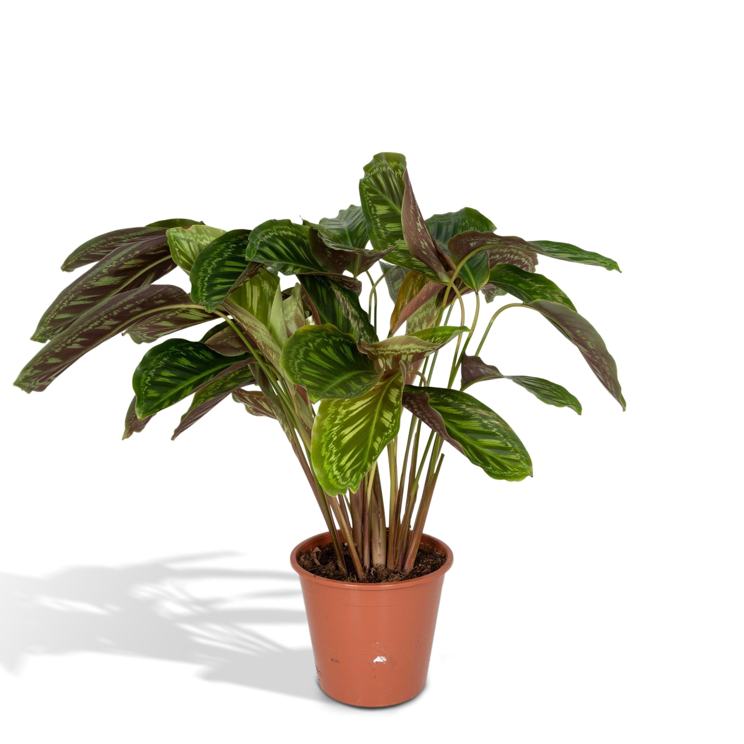 Gebetspflanze - Calathea Flamestar - Korbmarante - Ø19cm - ↕75cm +  Jolin Pot D20x18cm - Topf Grün