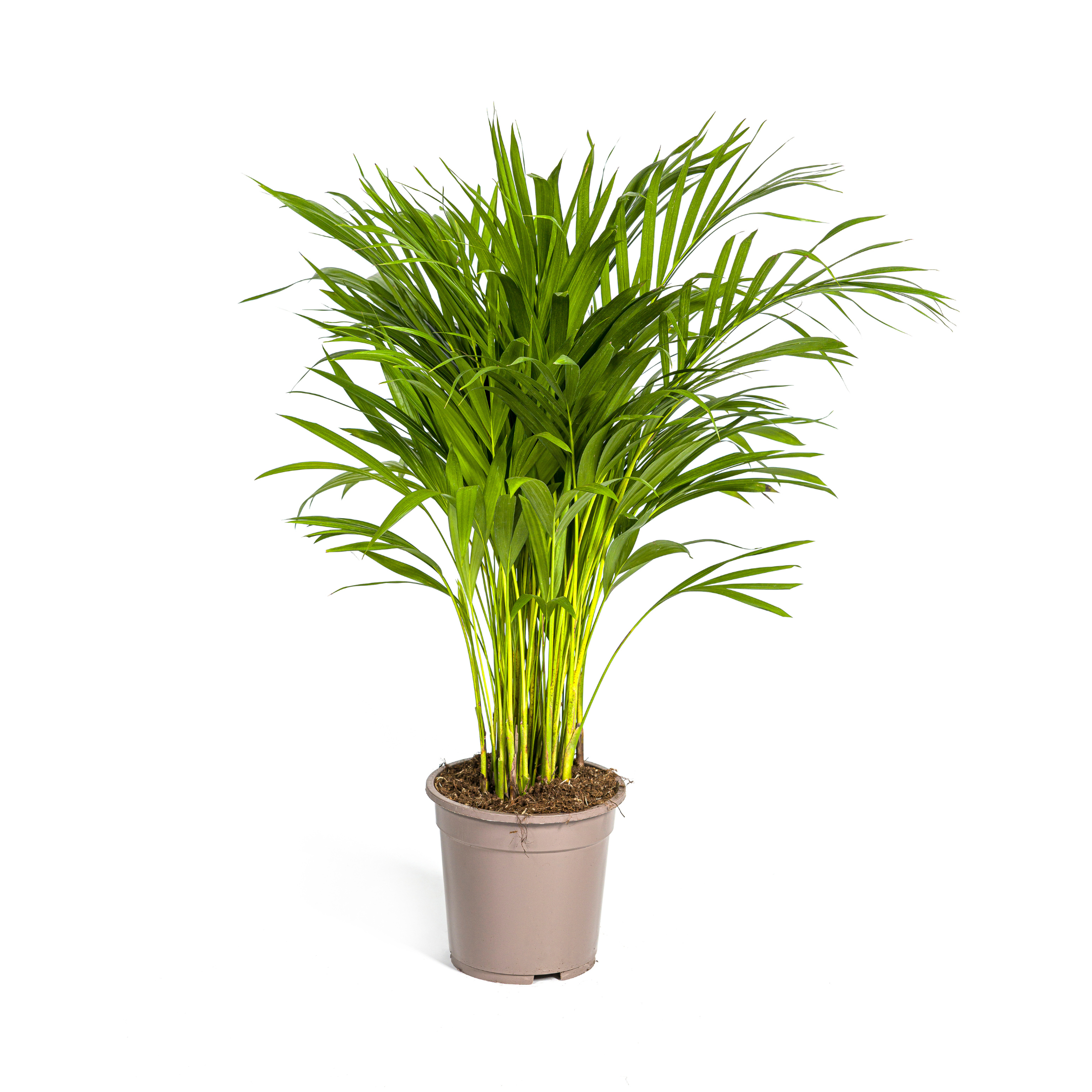 Arecapalme - Dypsis Areca Lutescens Ø19cm - ↕90cm