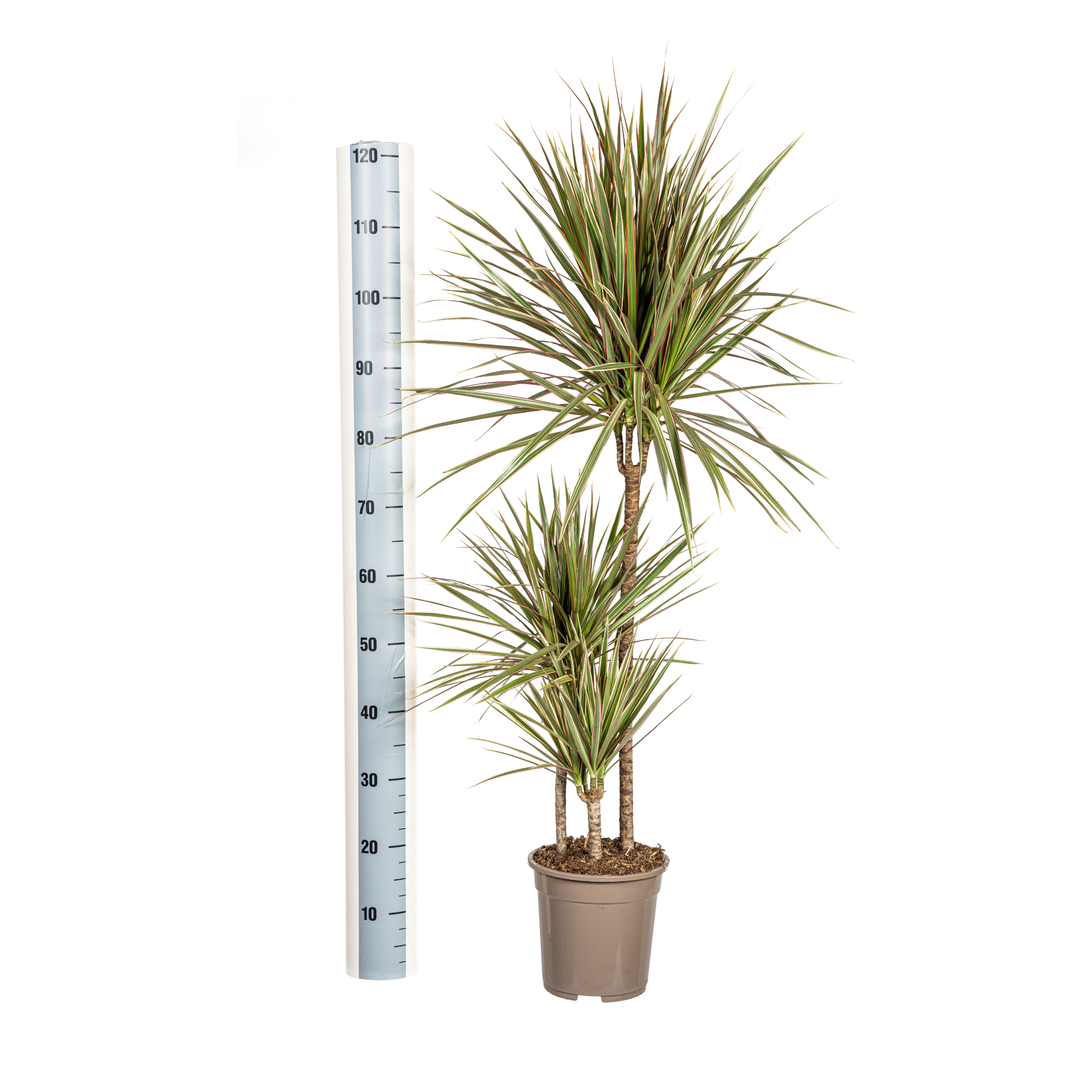 Drachenbaum - Dracaena Marginata Bicolor Ø21cm - ↕120cm