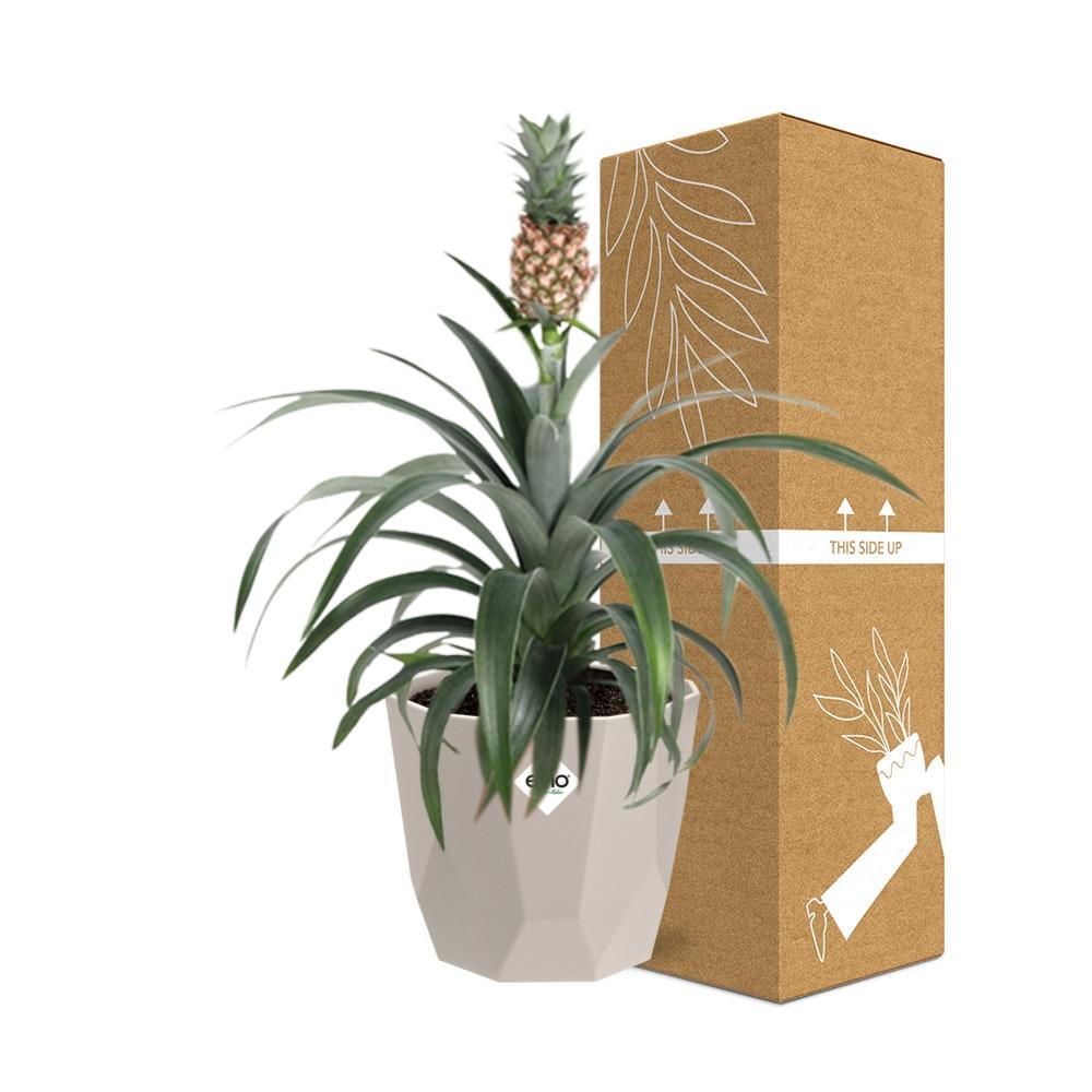 Ananaspflanze - Ananas Mi Amigo in ELHO b.for rock 14 cm warm grey Topf hellgrau