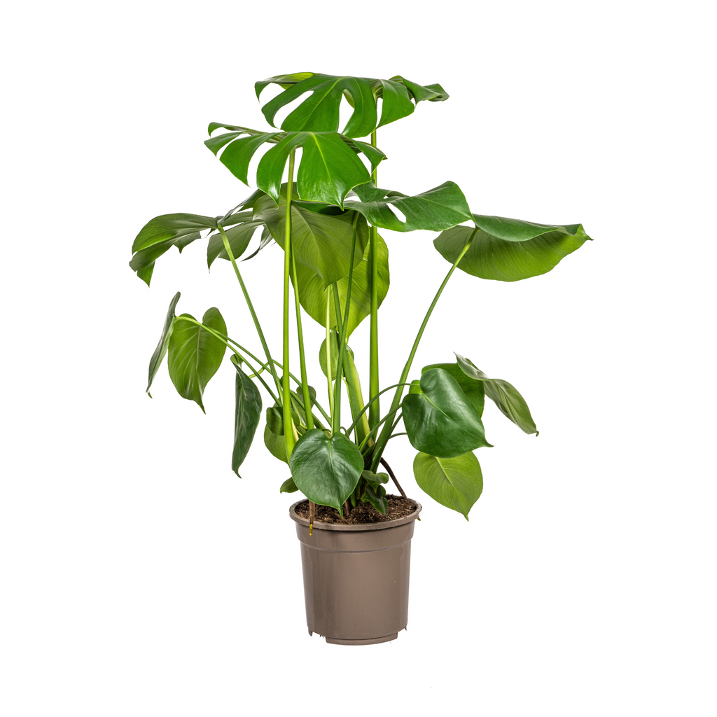 Fensterblatt - Monstera Deliciosa Tauerii Ø21cm