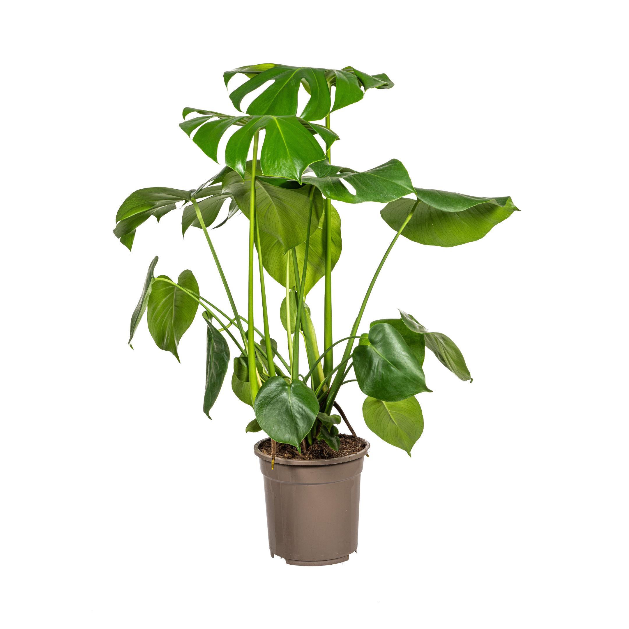 Fensterblatt - Monstera Deliciosa Tauerii Ø21cm - ↕80cm