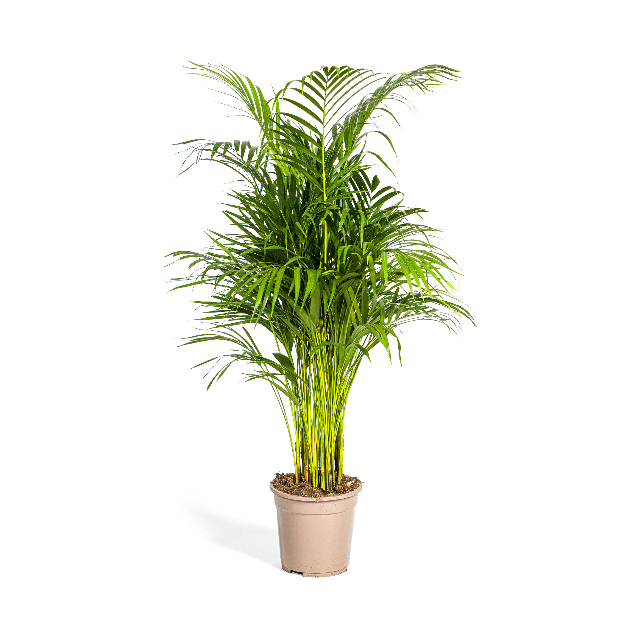 Arecapalme - Dypsis Areca Lutescens Ø21cm - ↕110cm