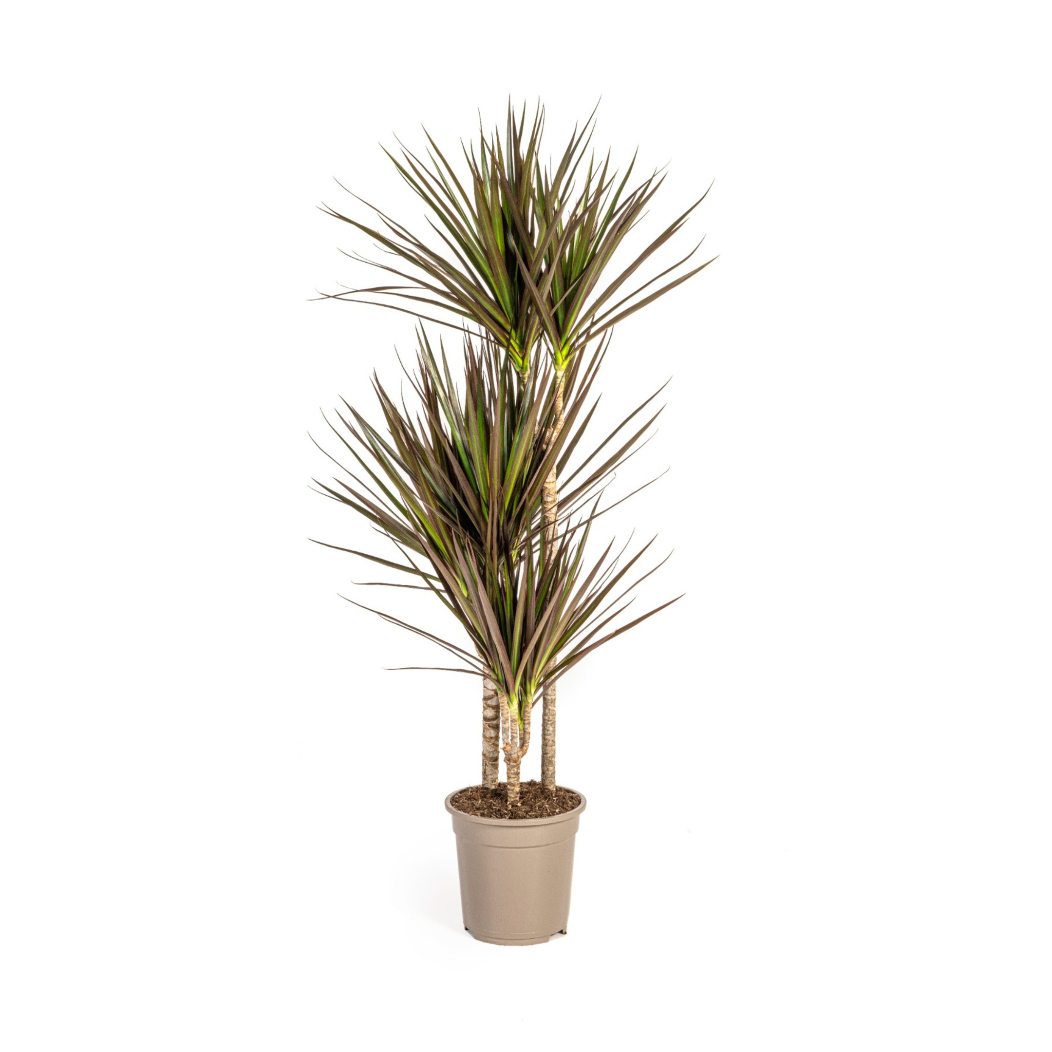 Drachenbaum - Dracaena Marginata Magenta Ø21cm - ↕120cm