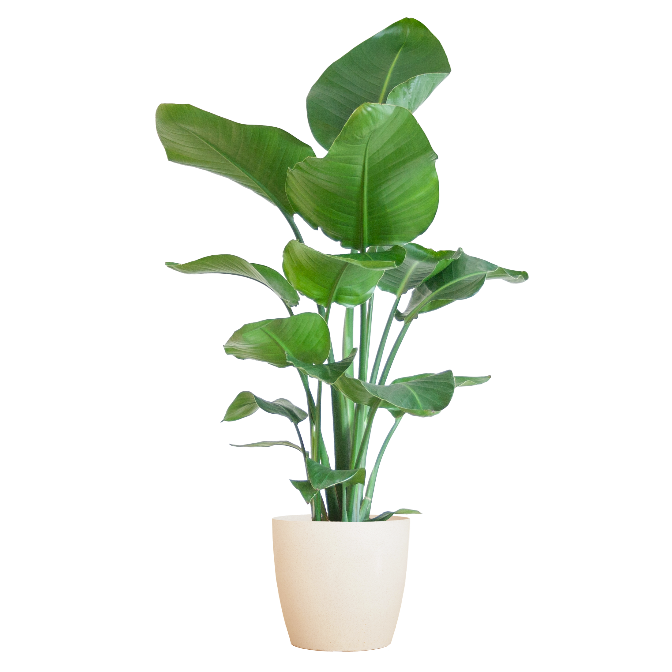 Paradiesvogelblume - Strelitzia Nicolai mit Viber-Topf weiß – 80 cm – Ø21