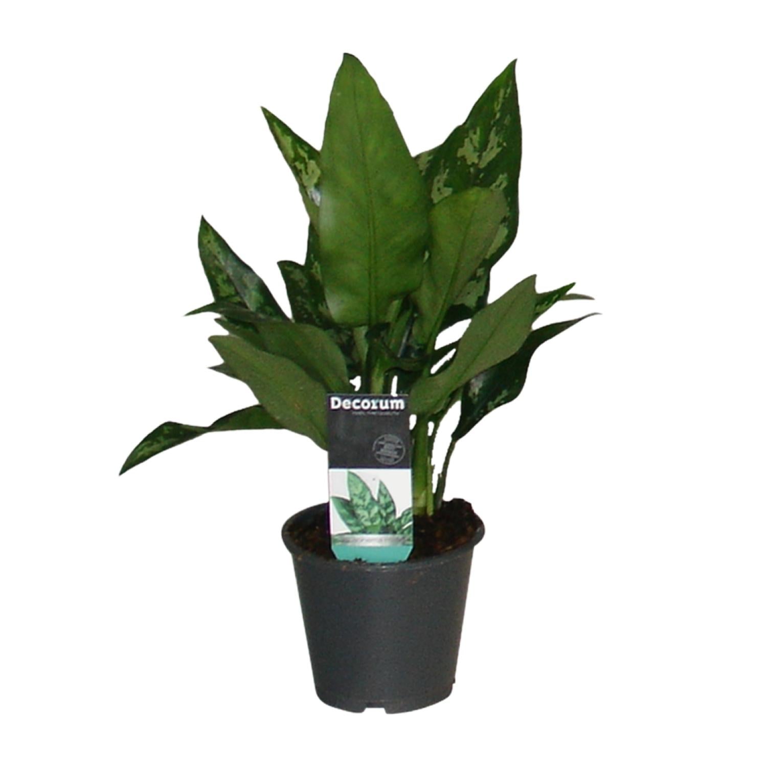 Kolbenfaden - Aglaonema Maria - Ø12cm - ↕50cm