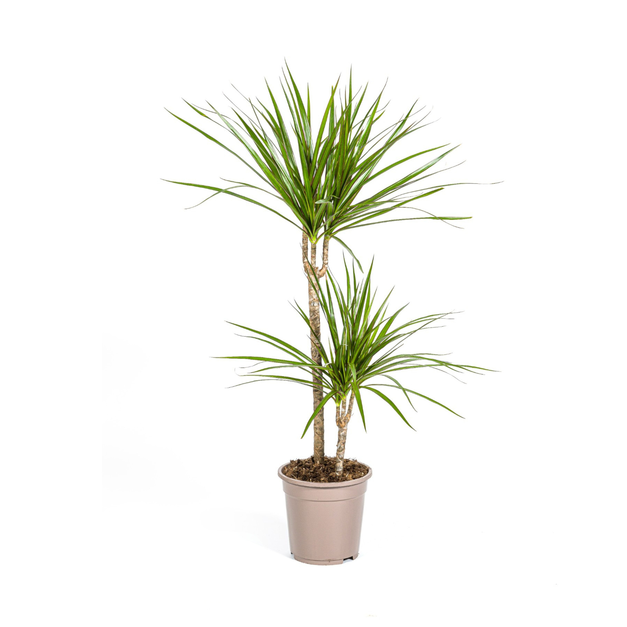 Drachenbaum - Dracaena Marginata Green Ø19cm - ↕80cm