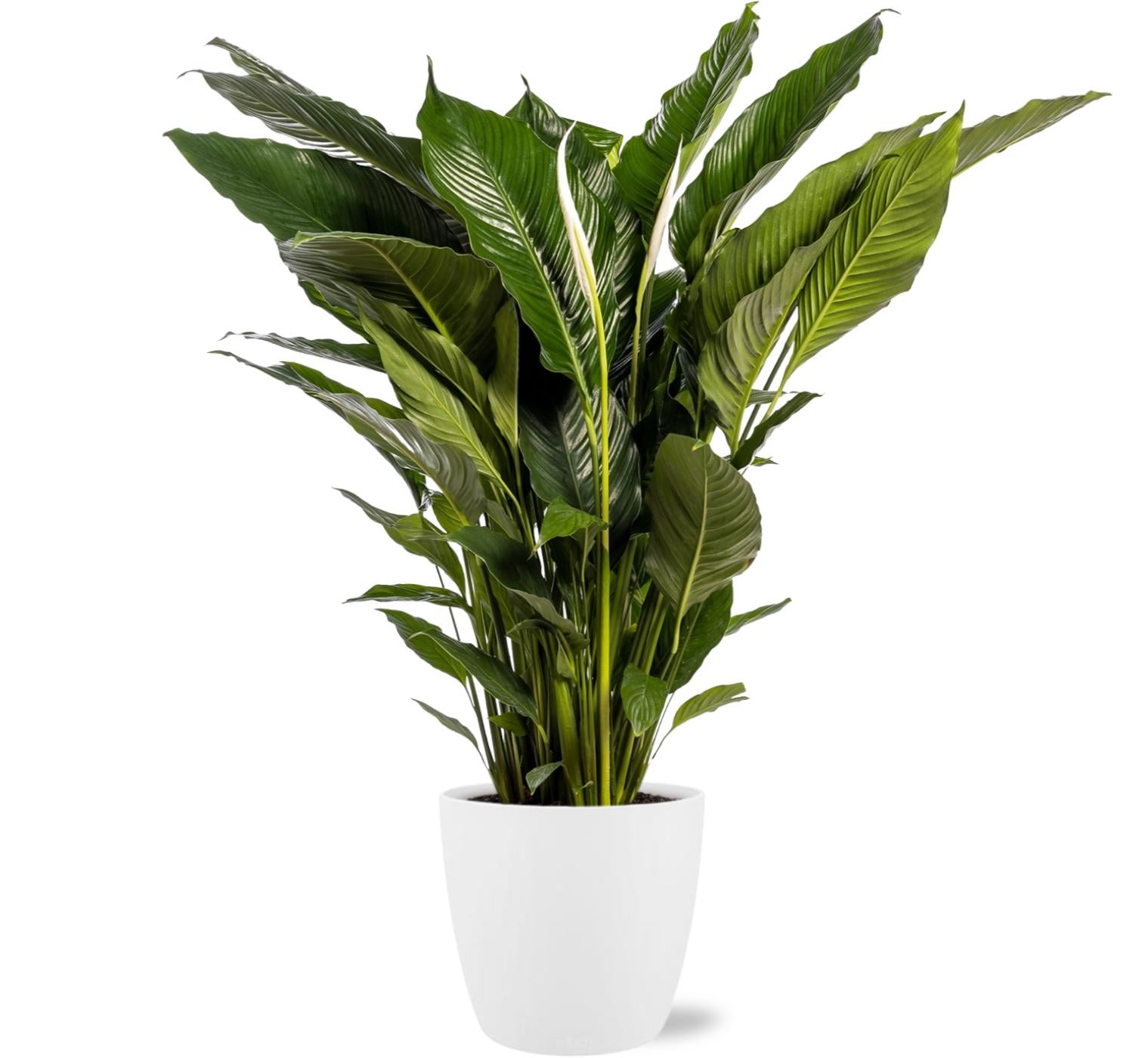 Friedenslilie - Spathiphyllum Sweet Sebastiano - Ø24cm - ↕110cm + Pot Brussels D25x23cm - Topf Weiß