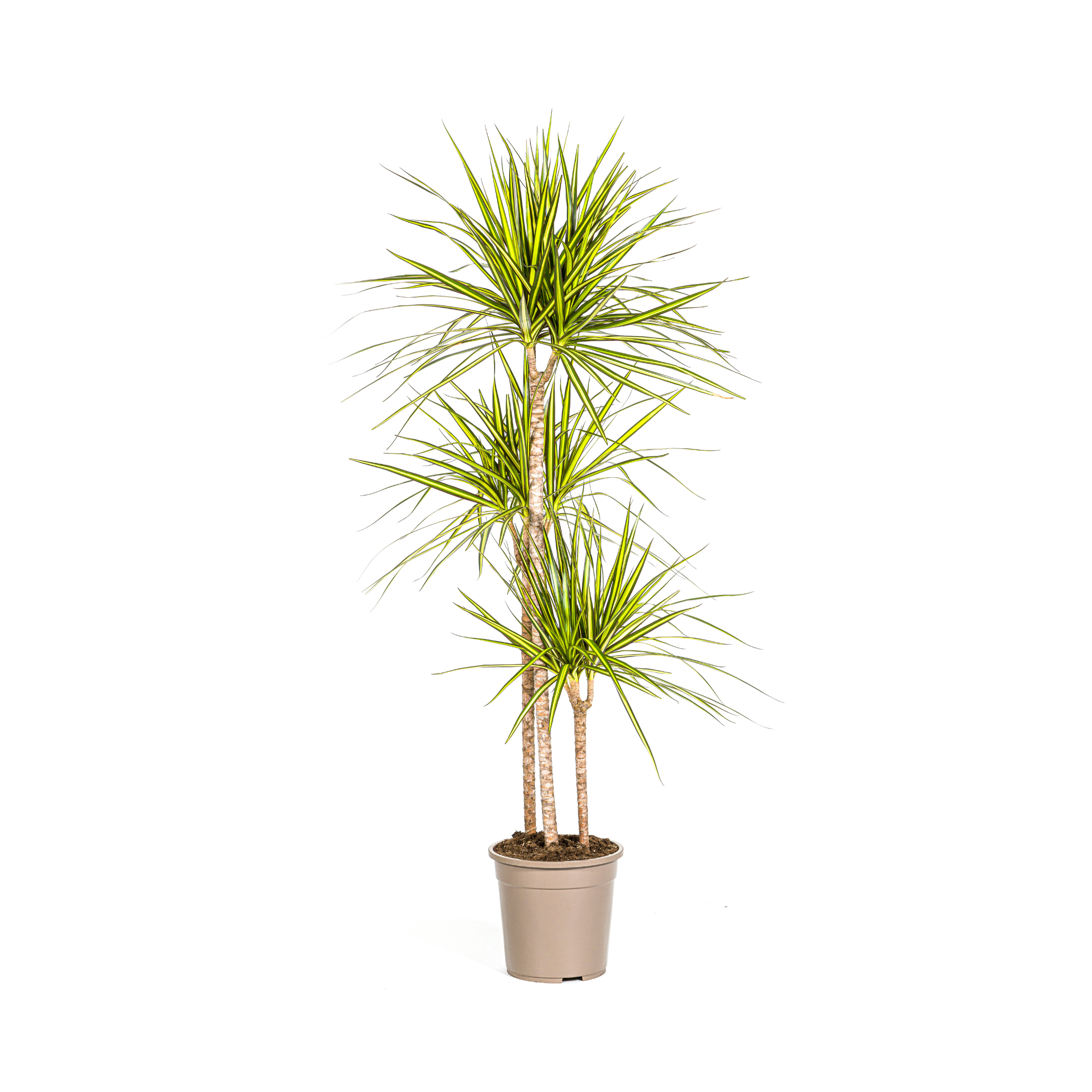 Drachenbaum - Dracaena Marginata Sunray Ø24cm - ↕140cm