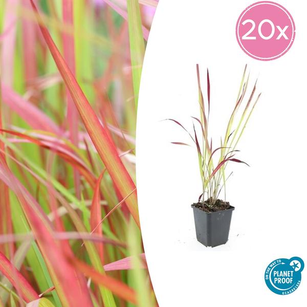 Japanisches Blutgras - Imperata cylindrica 'Red Baron' - ↕10-25cm - Ø9cm - 20x