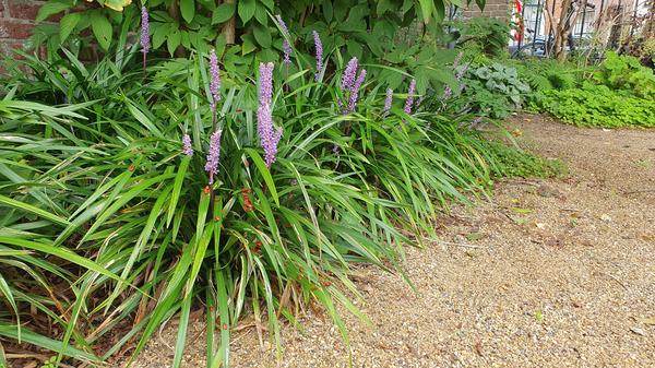 Glöckchentraube - Liriope muscari 'Ingwersen' - ↕10-25cm - Ø9cm - 40x