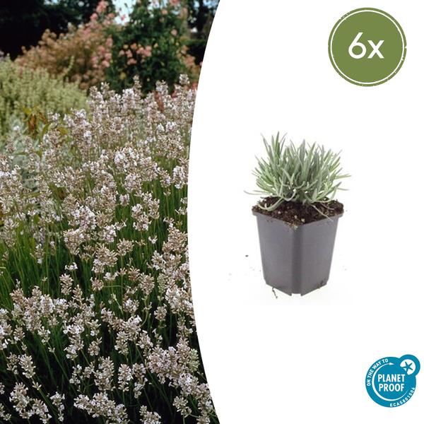 Lavendel - Lavandula int. 'Edelweiss' - ↕10-25cm - Ø9cm - 6x