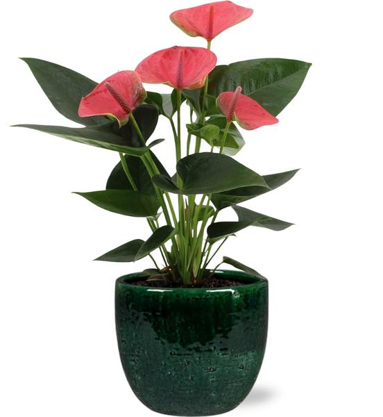 Anthurie - Anthurium Sweet Dream - Ø12cm - ↕36cm + Jolin Pot D14x13cm - Topf Grün