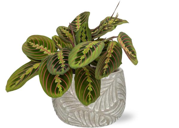 Gebetspflanze - Maranta Fascinator - Ø12cm - ↕20cm + Stone Leaf Bolpot D12/13,5x11cm - Topf Grau