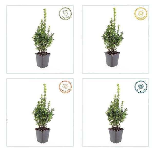 Buchsbaum - Buxus Sempervirens - ↕10-25cm - Ø9cm - 6x