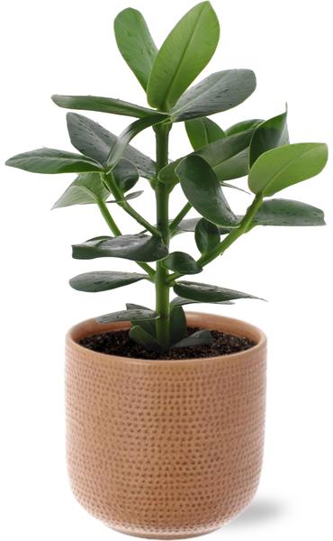 Balsamapfel - Clusia Rosea Princess - Ø12cm - ↕15cm + Aresso Pot D13x12,5cm - Topf Braun