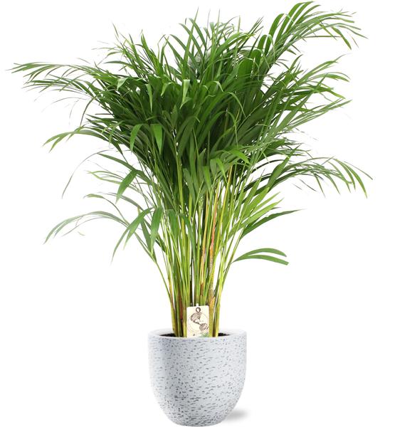 Arecapalme - Dypsis Lutescens - Ø24cm - ↕120cm + Tim Pot D24x22cm - Topf Weiß