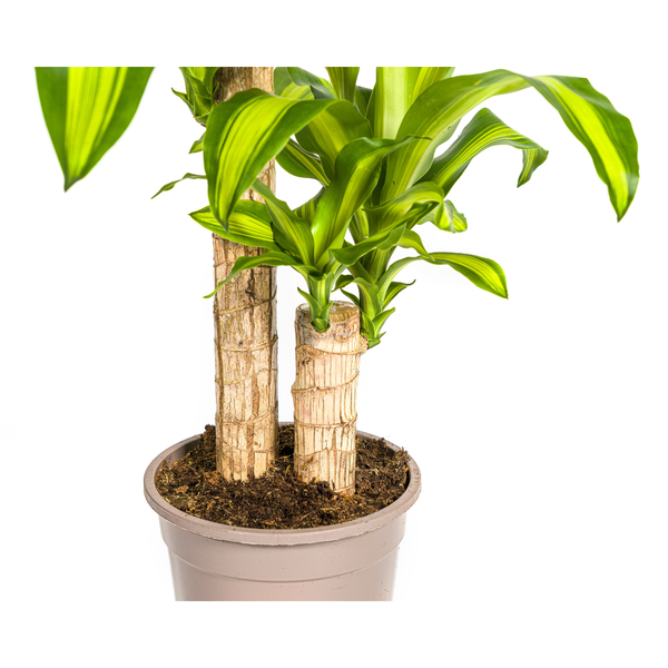 Drachenbaum - Dracaena Fragrans Massangeana Ø19cm - ↕80cm